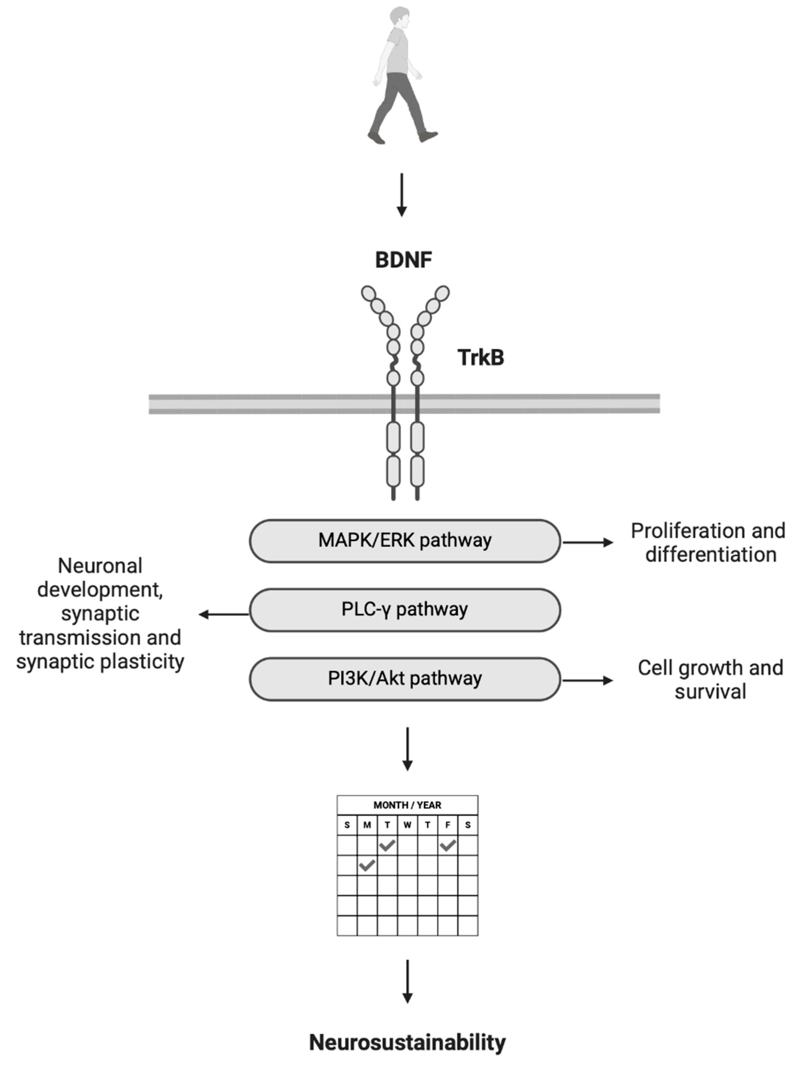 Brainsci 15 00254 g001