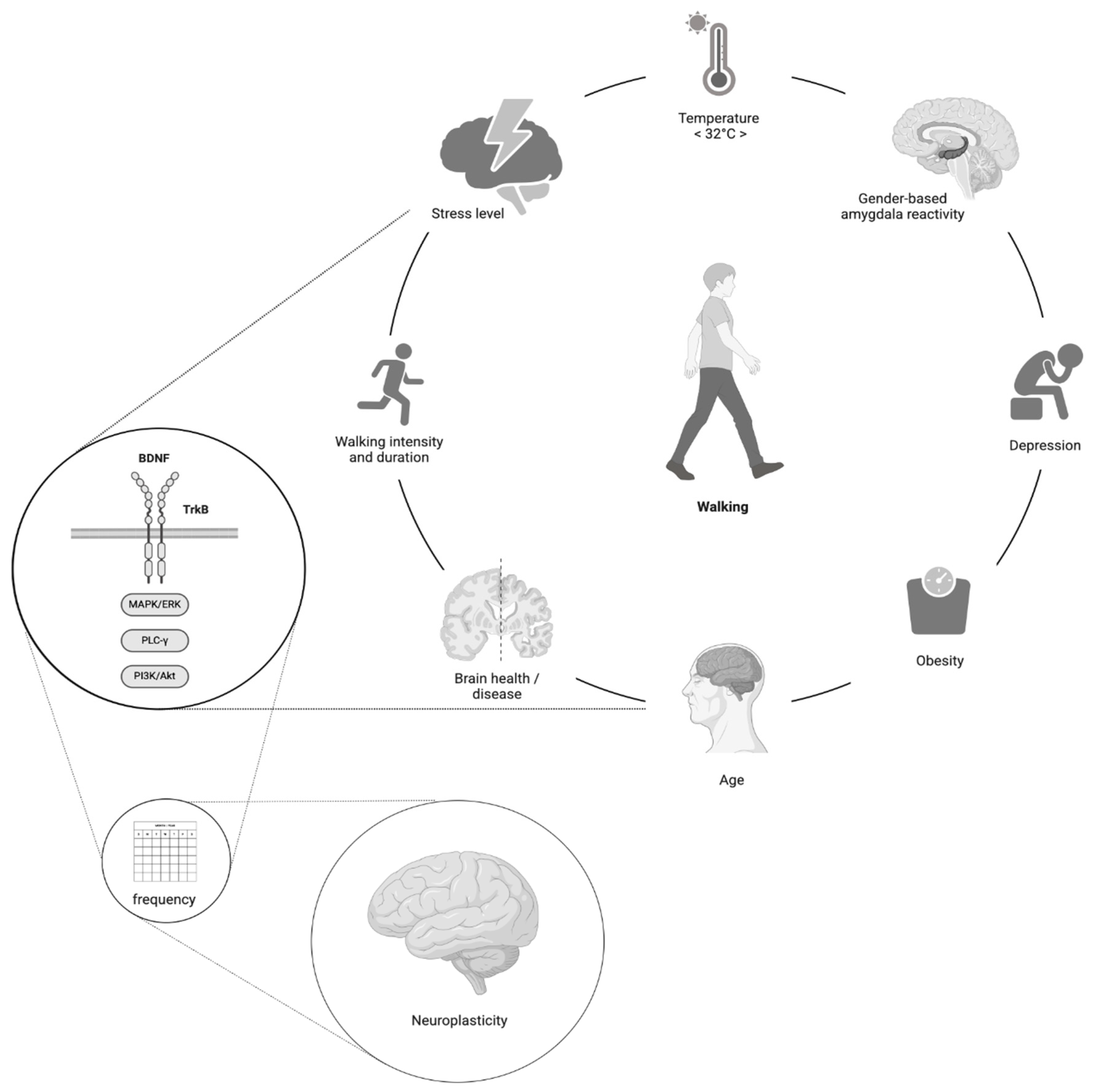 Brainsci 15 00254 g004