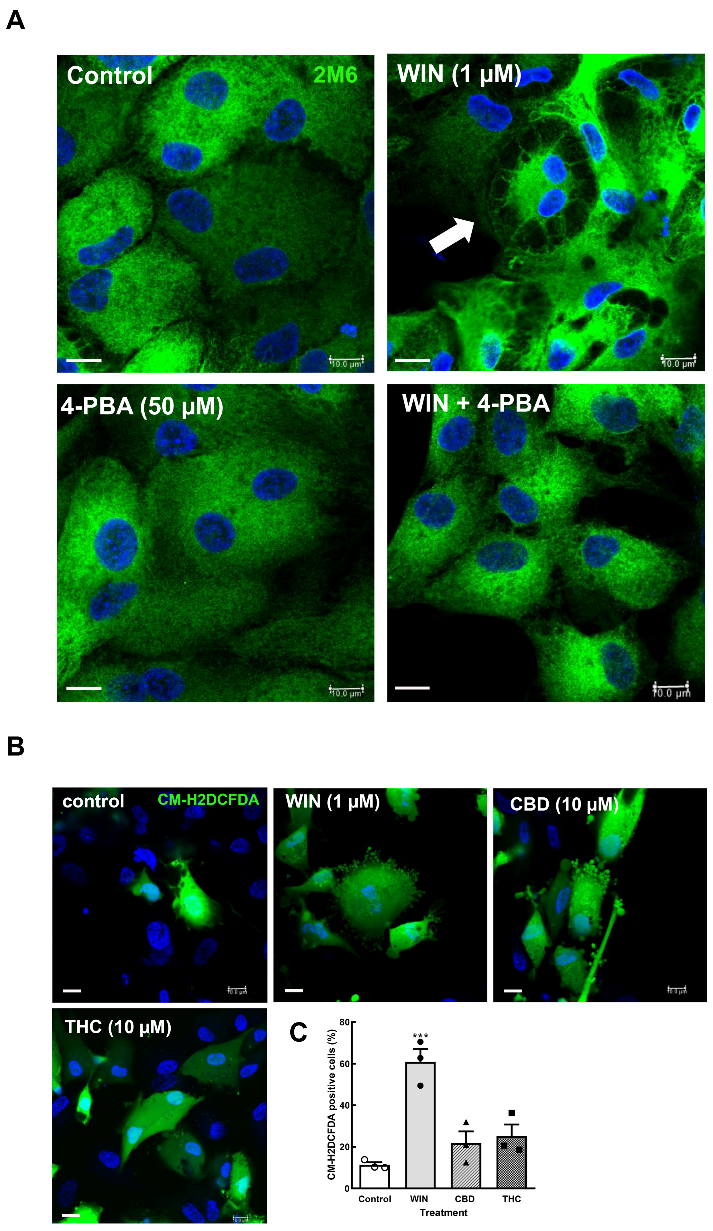Brainsci 15 00291 g004 Brainsci 15 00291 g004