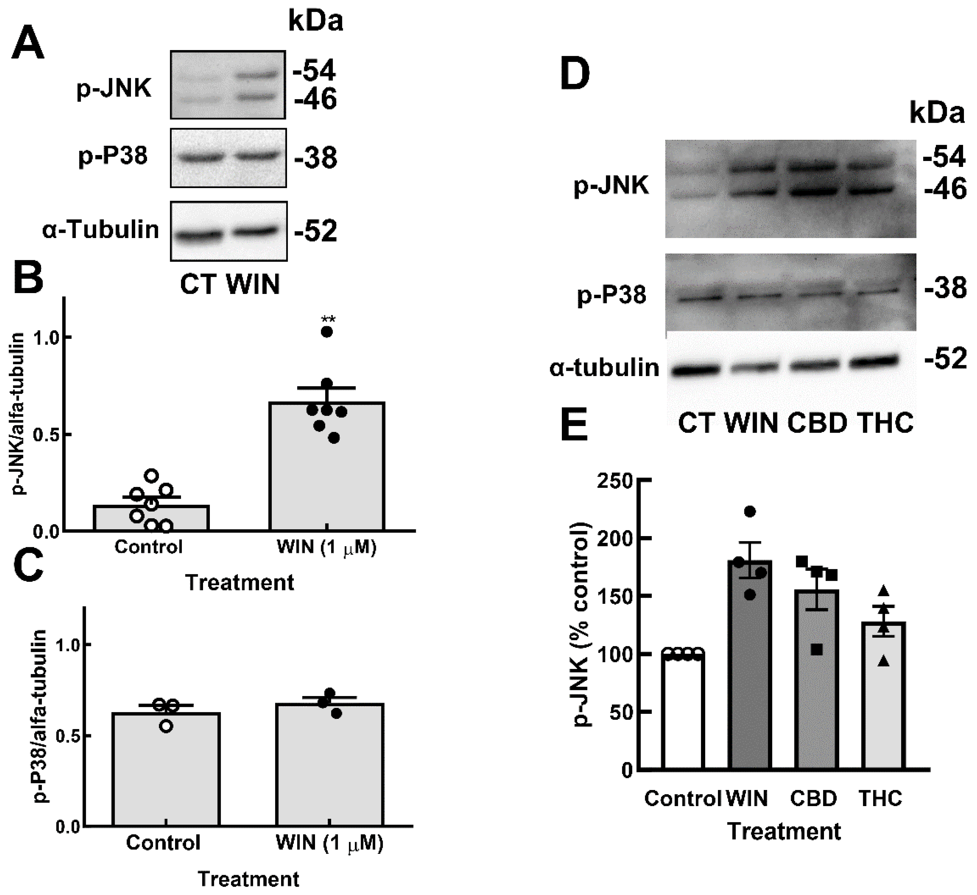 Brainsci 15 00291 g006 Brainsci 15 00291 g006