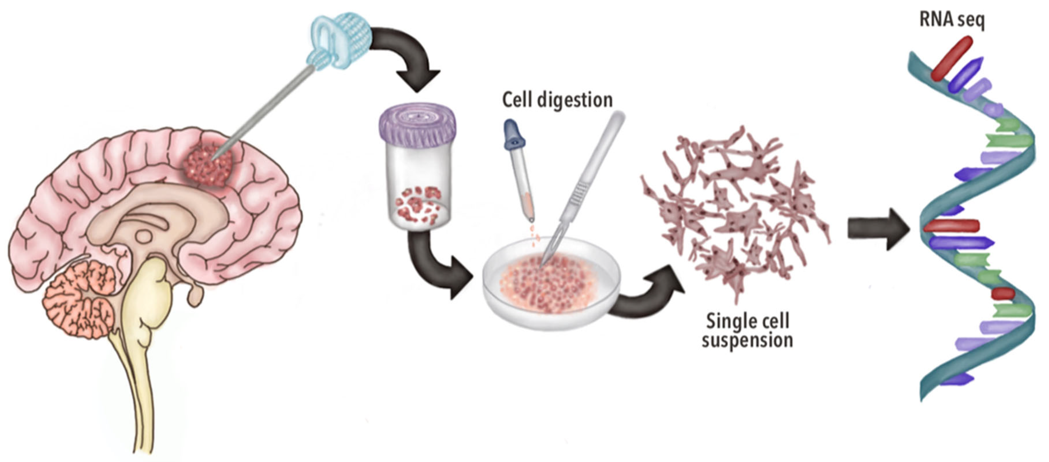 Brainsci 15 00309 g001