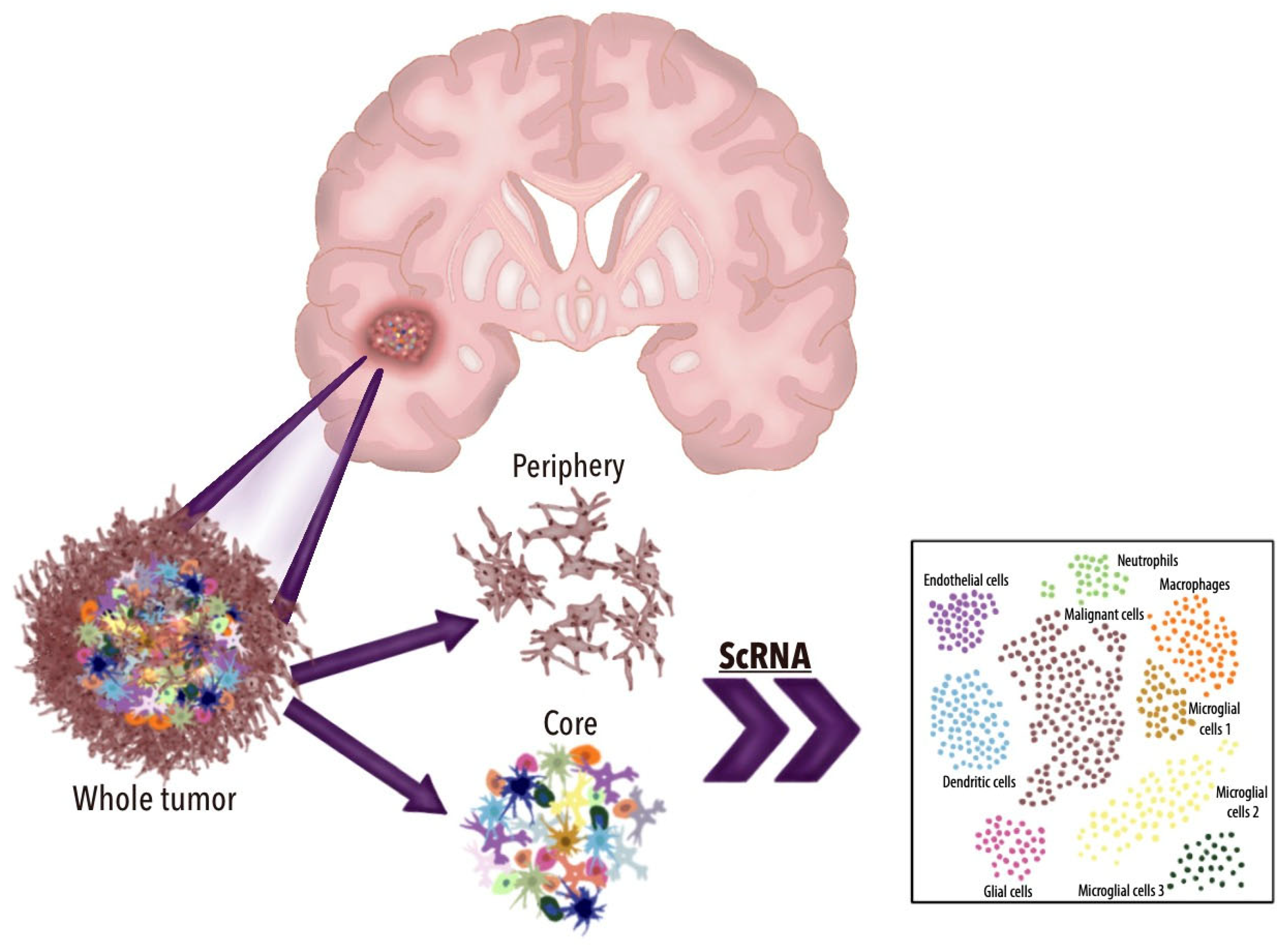 Brainsci 15 00309 g002