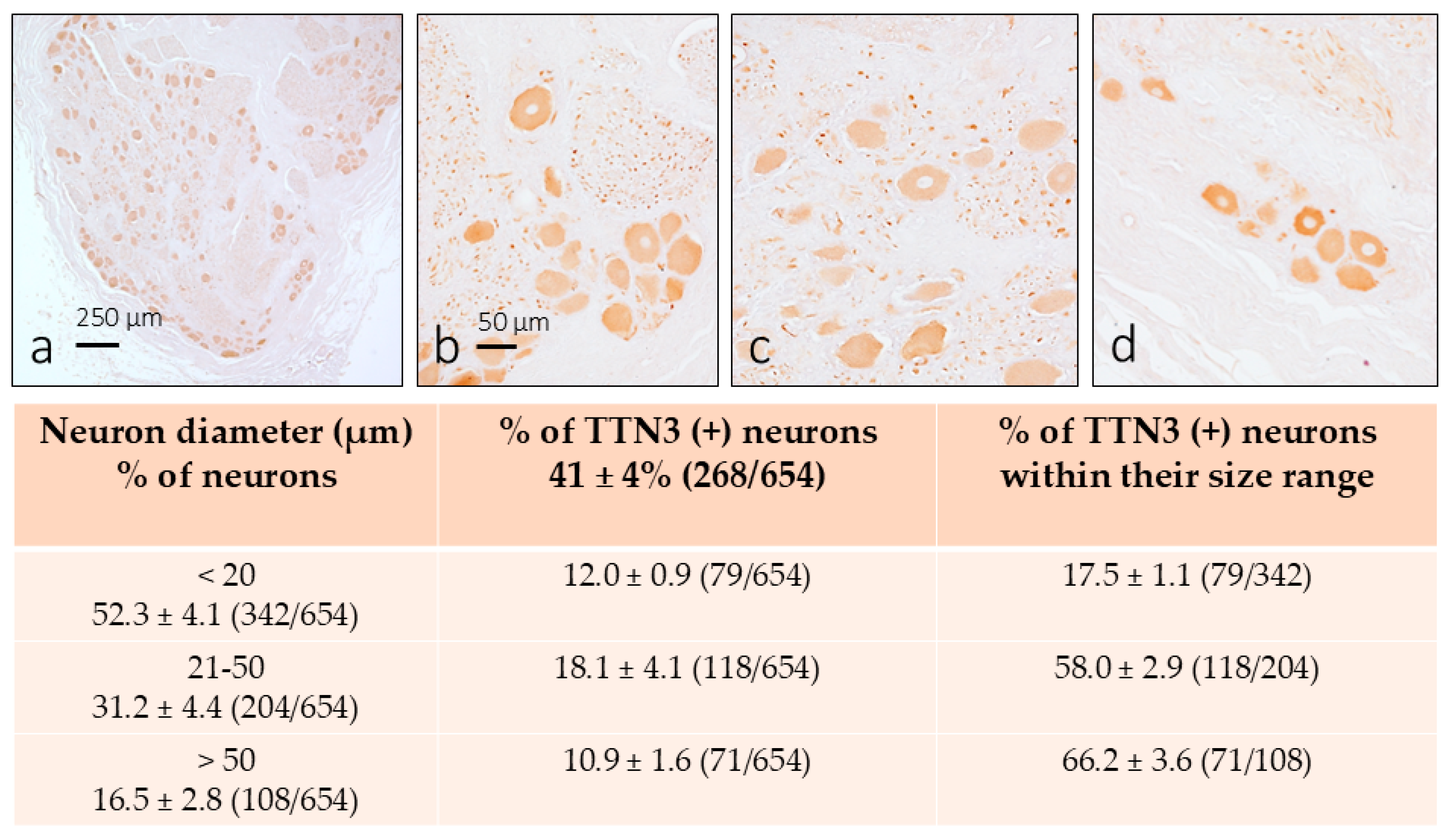 Brainsci 15 00337 g001