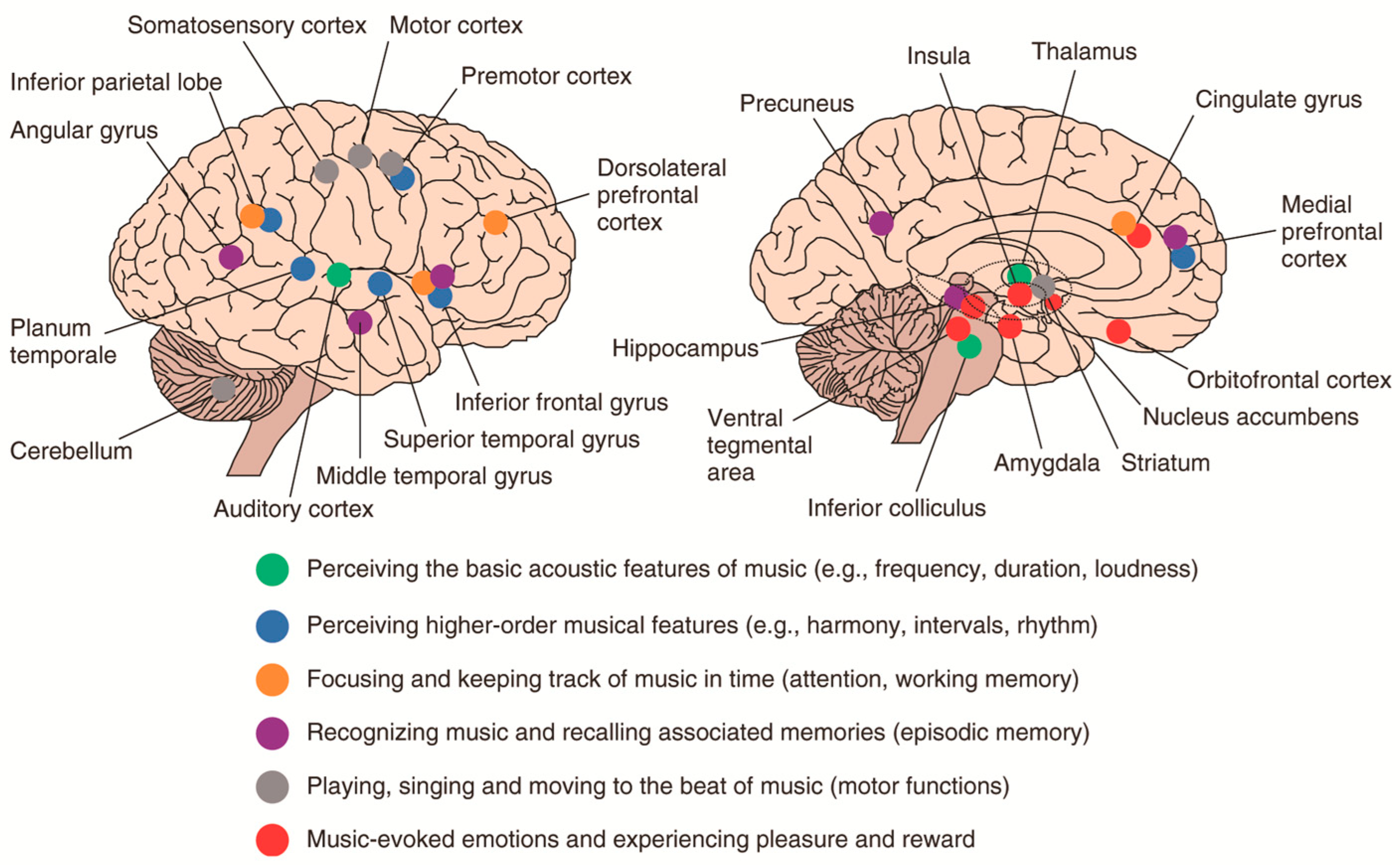 Brainsci 15 00338 g004