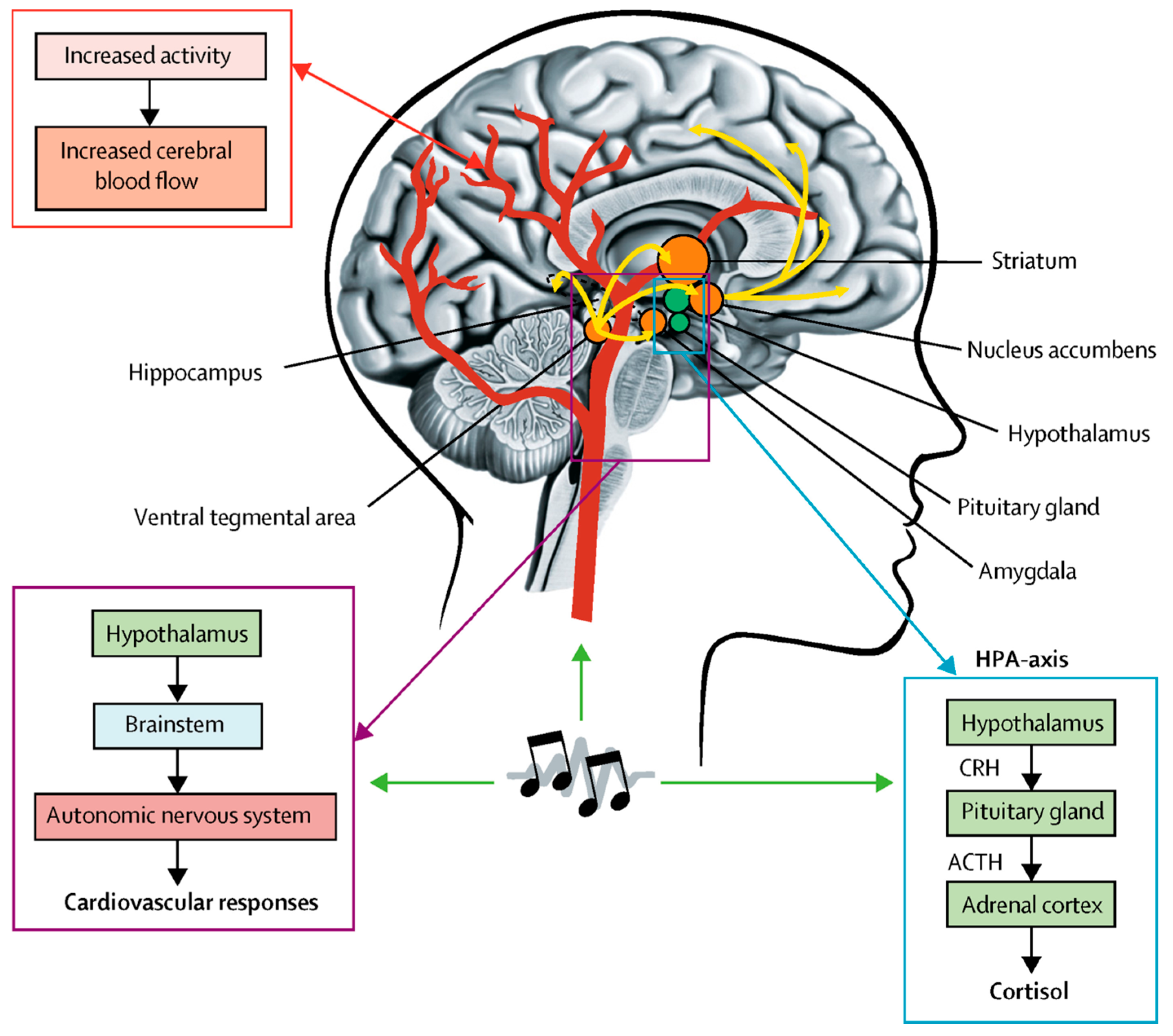 Brainsci 15 00338 g005