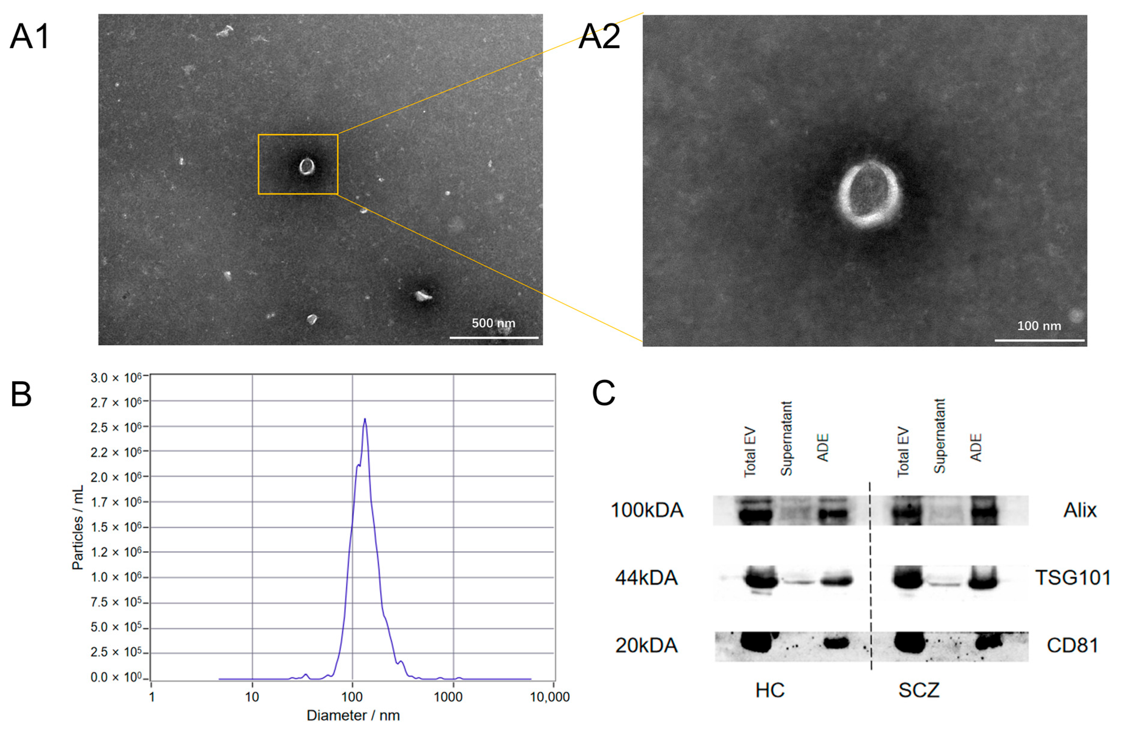 Brainsci 15 00339 g001
