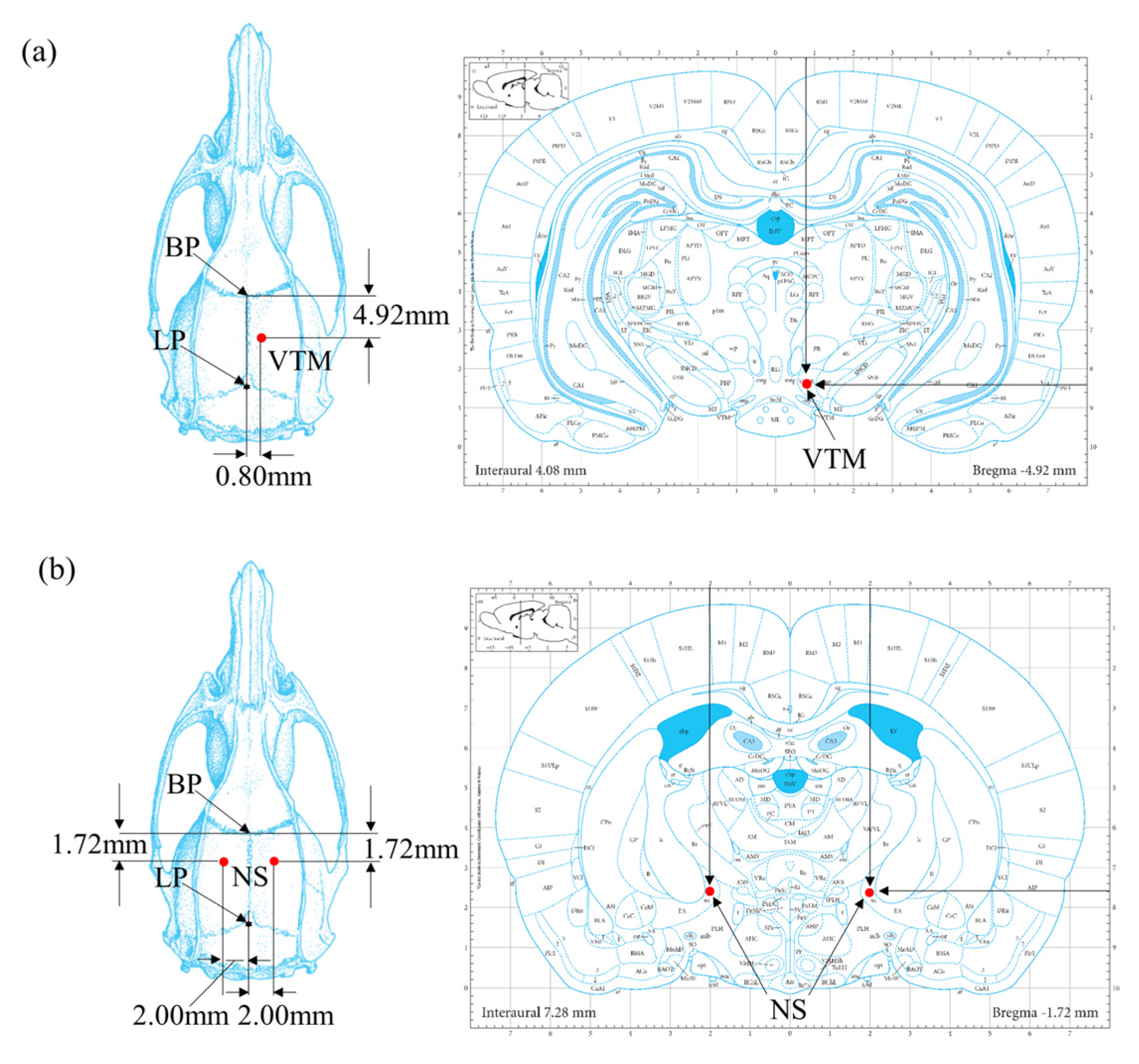 Brainsci 15 00348 g001