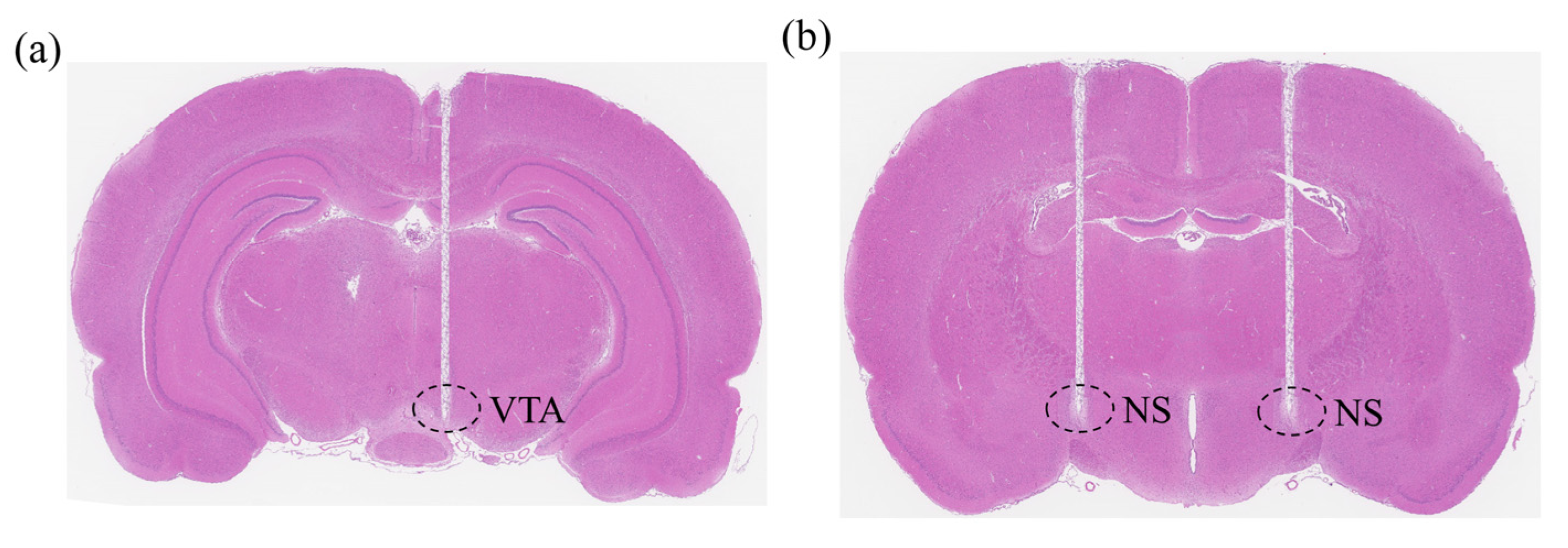 Brainsci 15 00348 g002