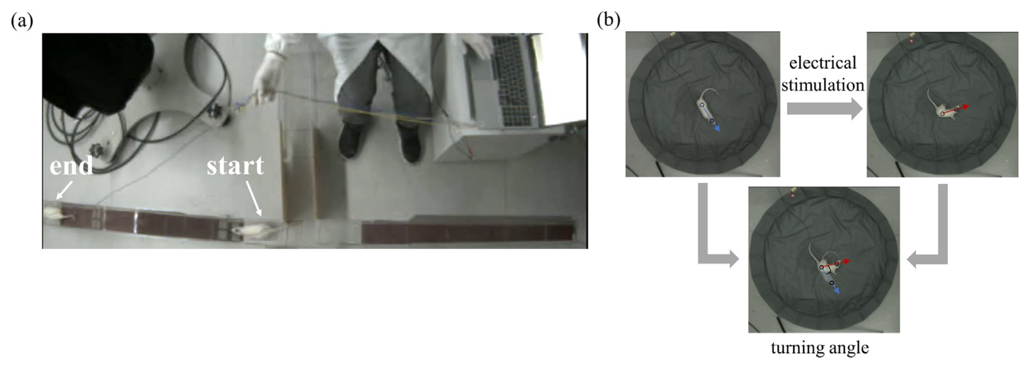 Brainsci 15 00348 g004