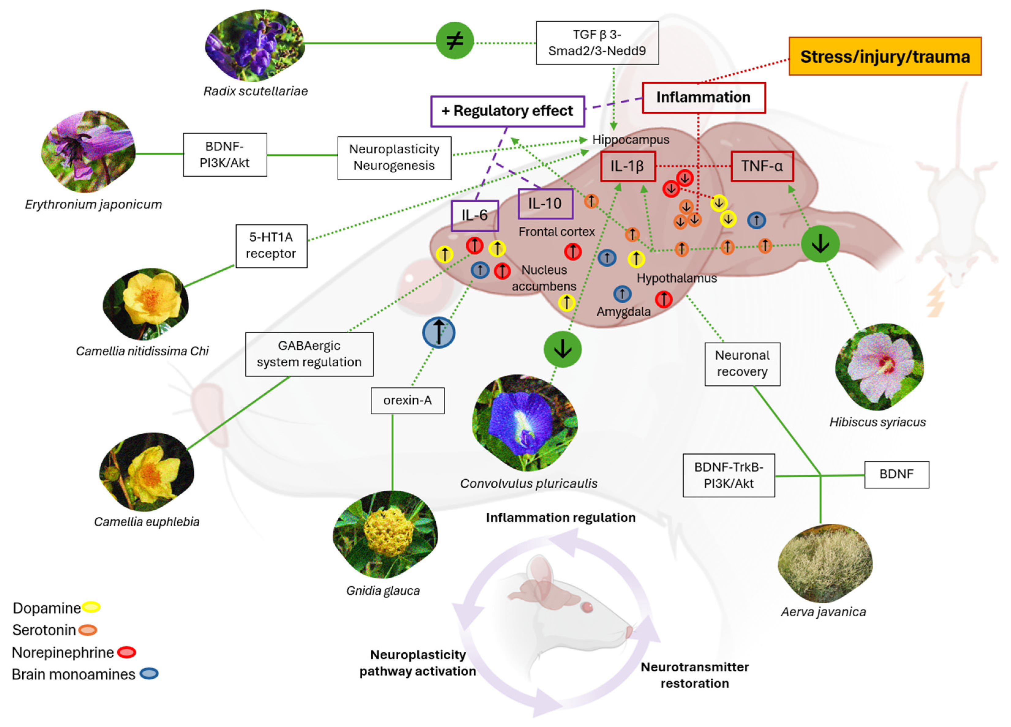 Brainsci 15 00366 g003