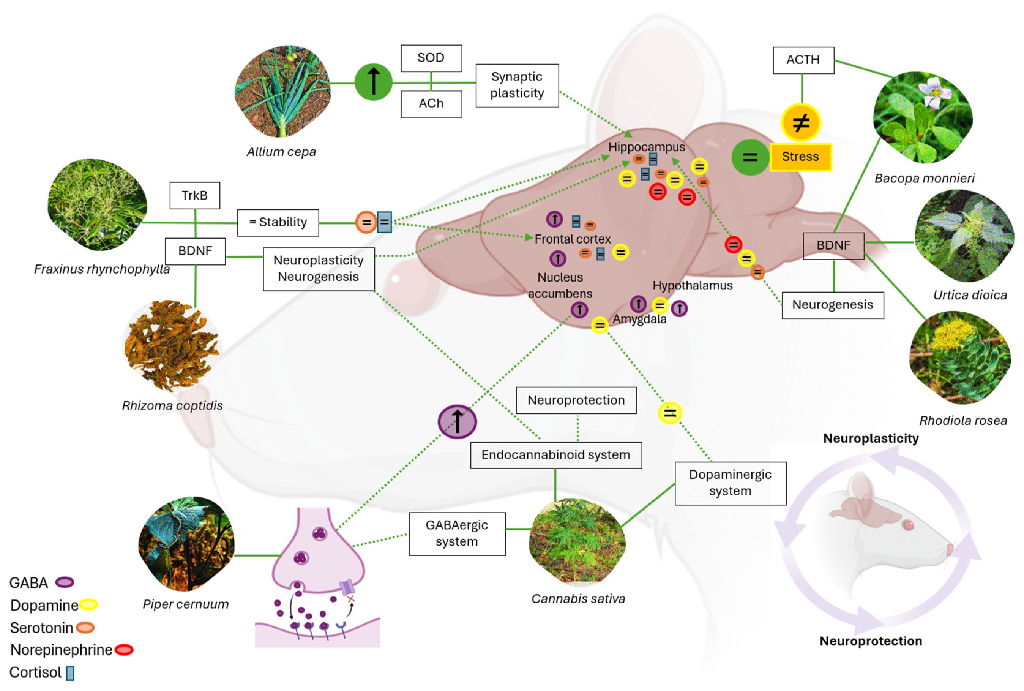 Brainsci 15 00366 g004