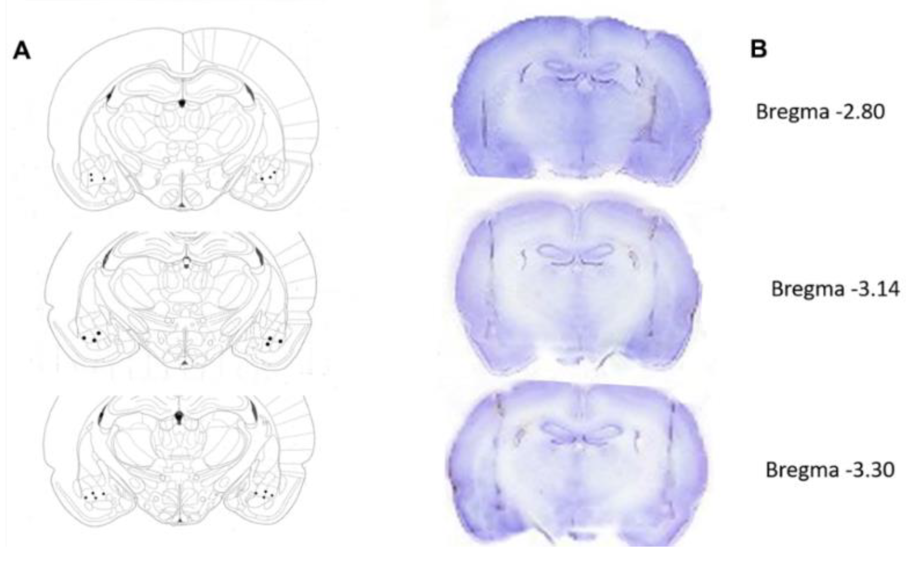 Brainsci 15 00395 g003