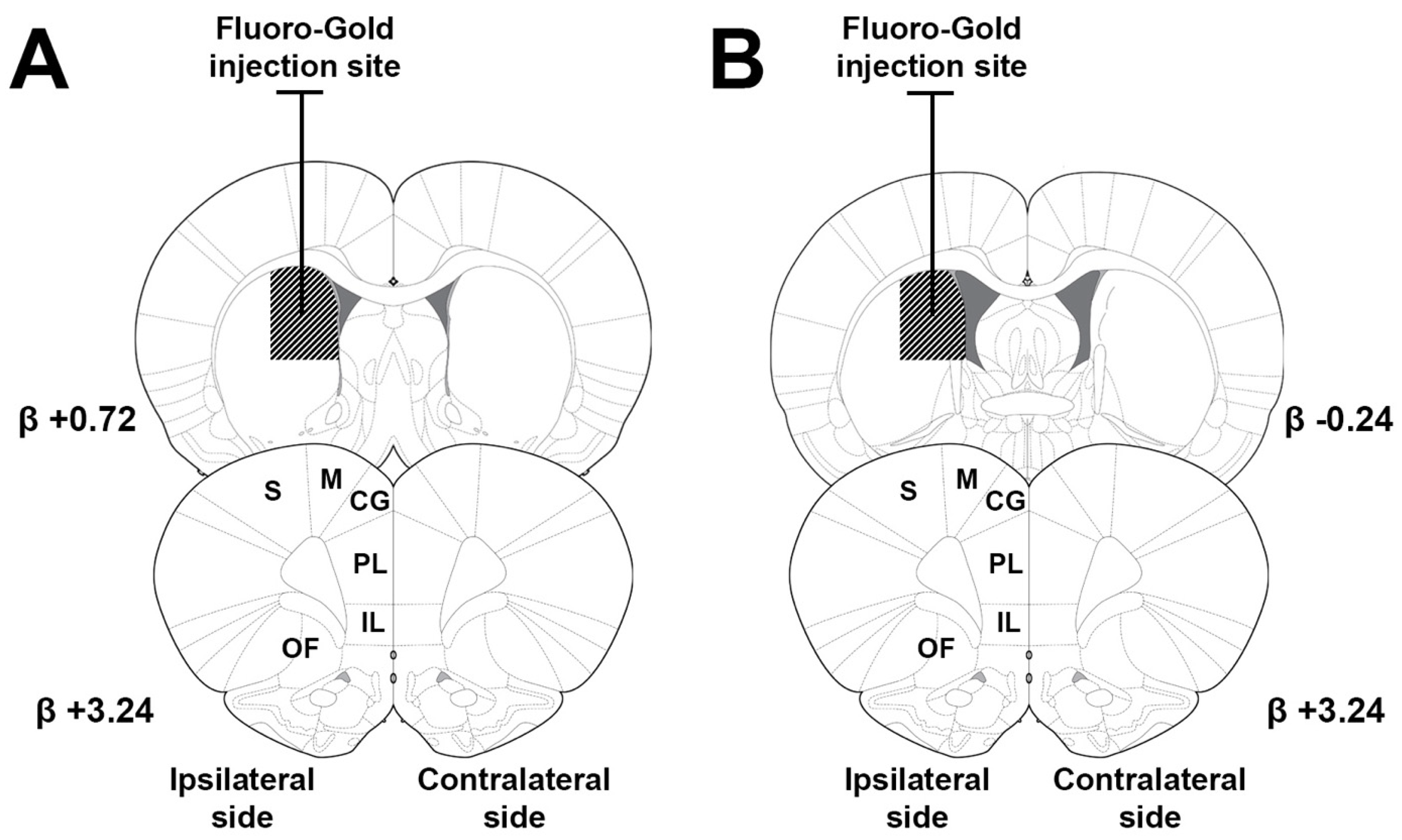 Brainsci 15 00398 g001