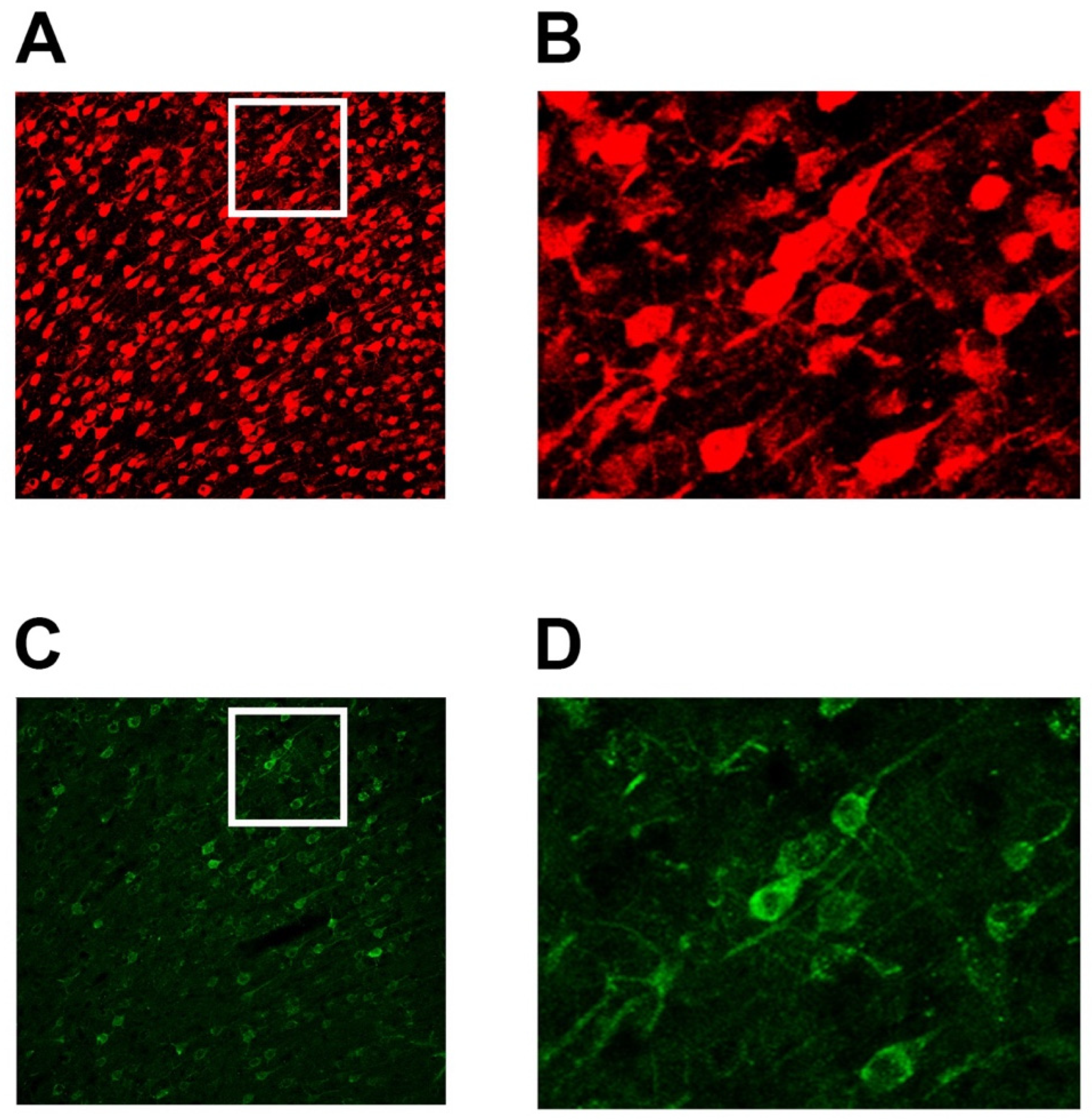 Brainsci 15 00398 g002