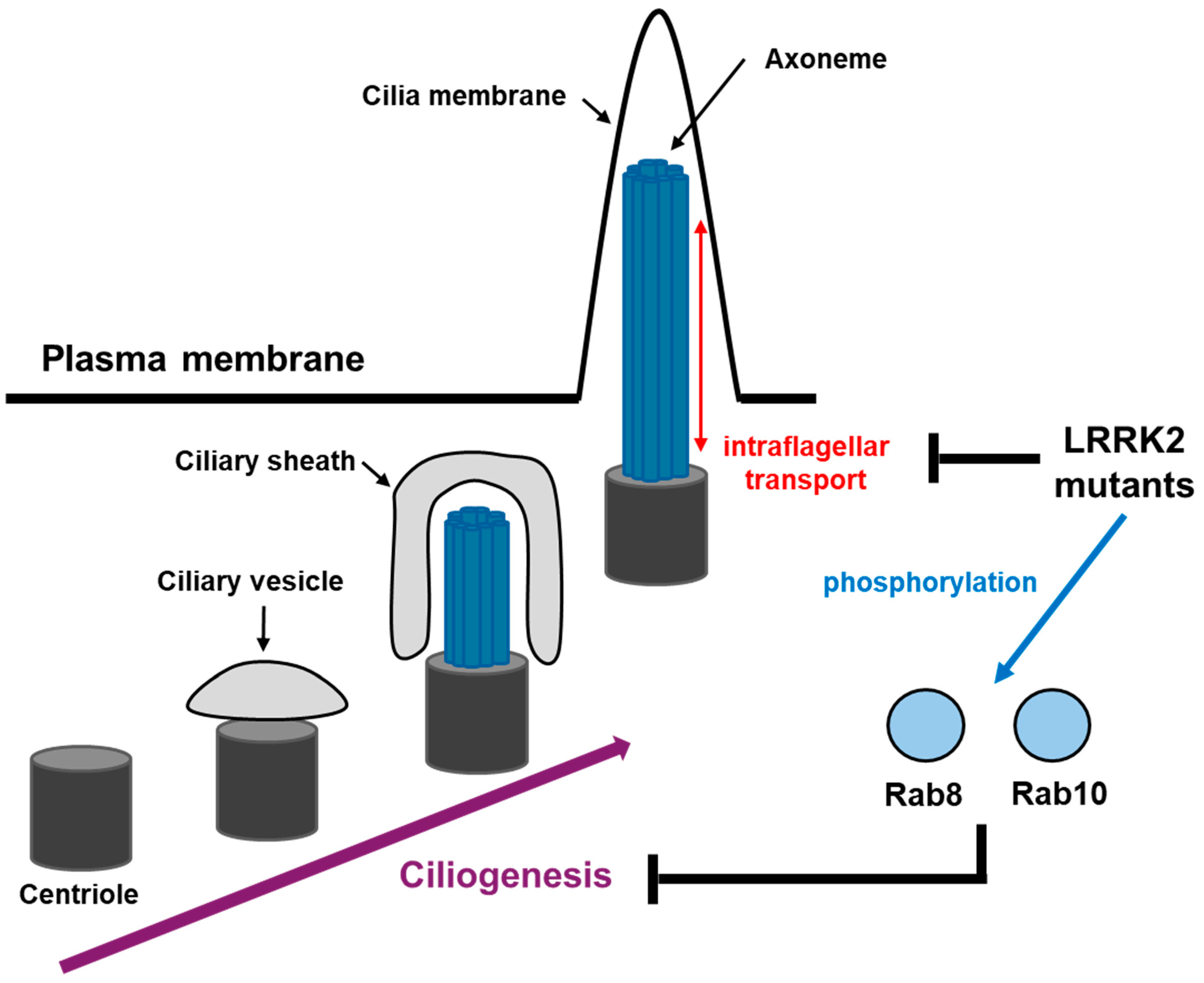 Brainsci 15 00407 g007