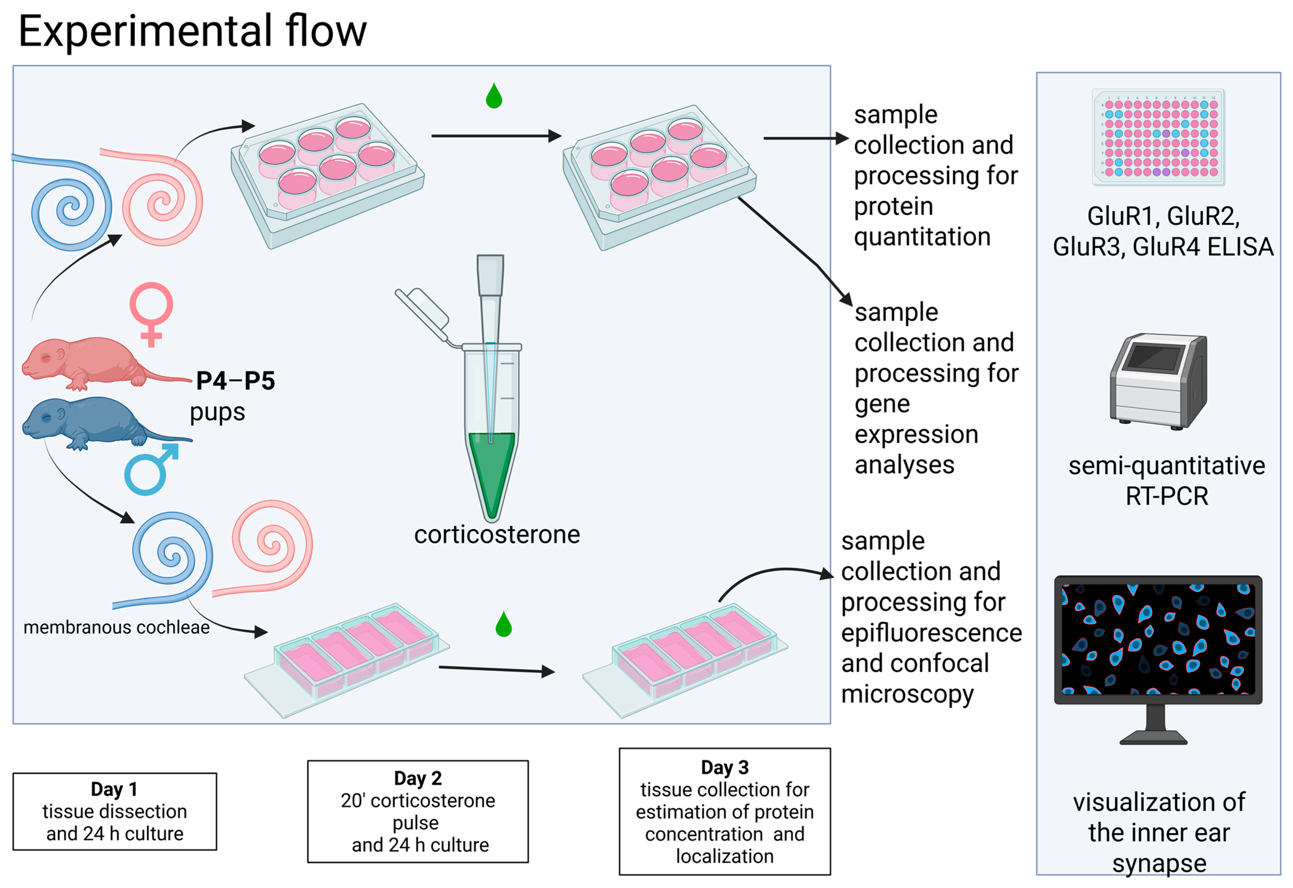 Brainsci 15 00441 g001