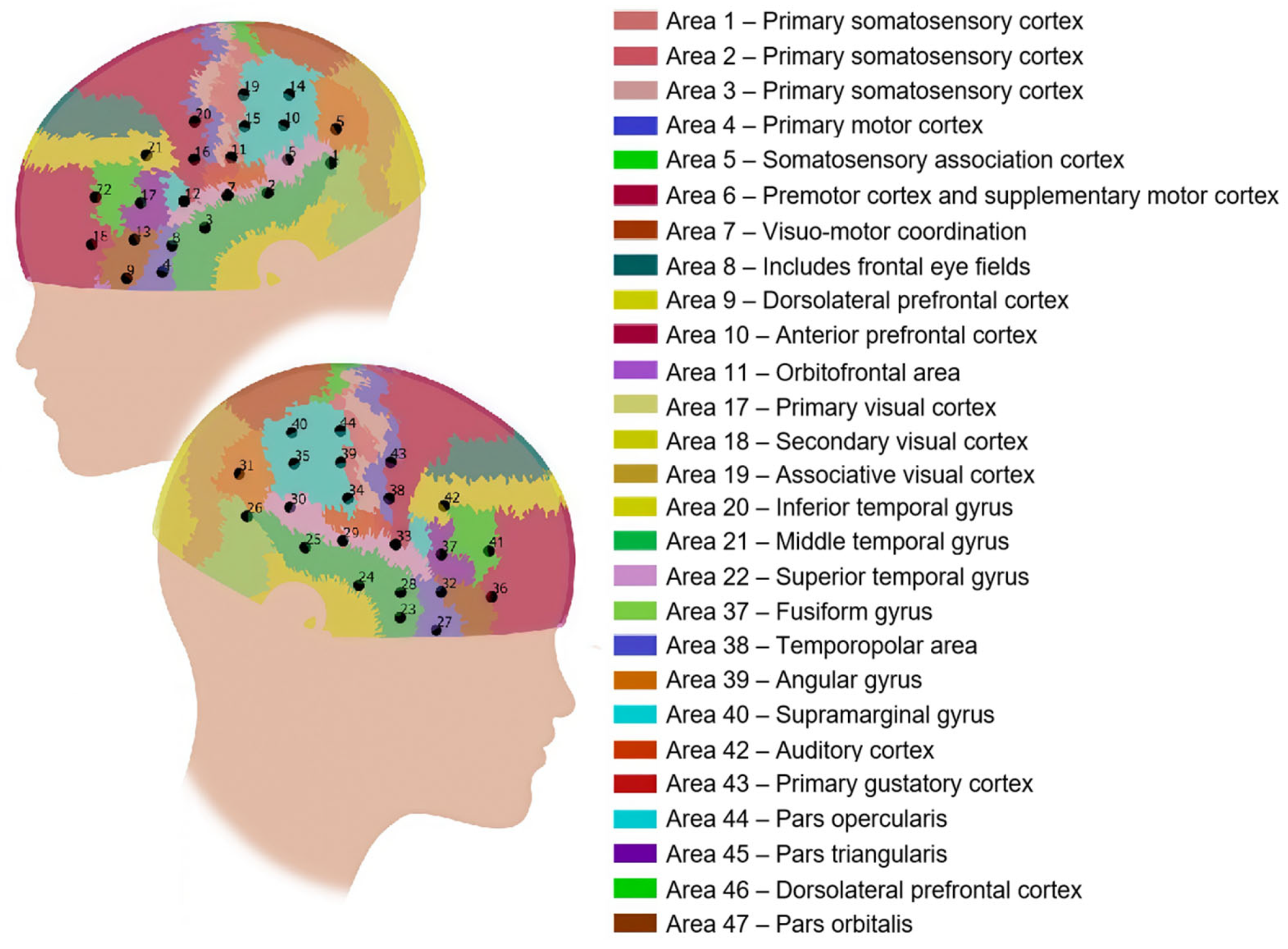 Brainsci 15 00451 g004