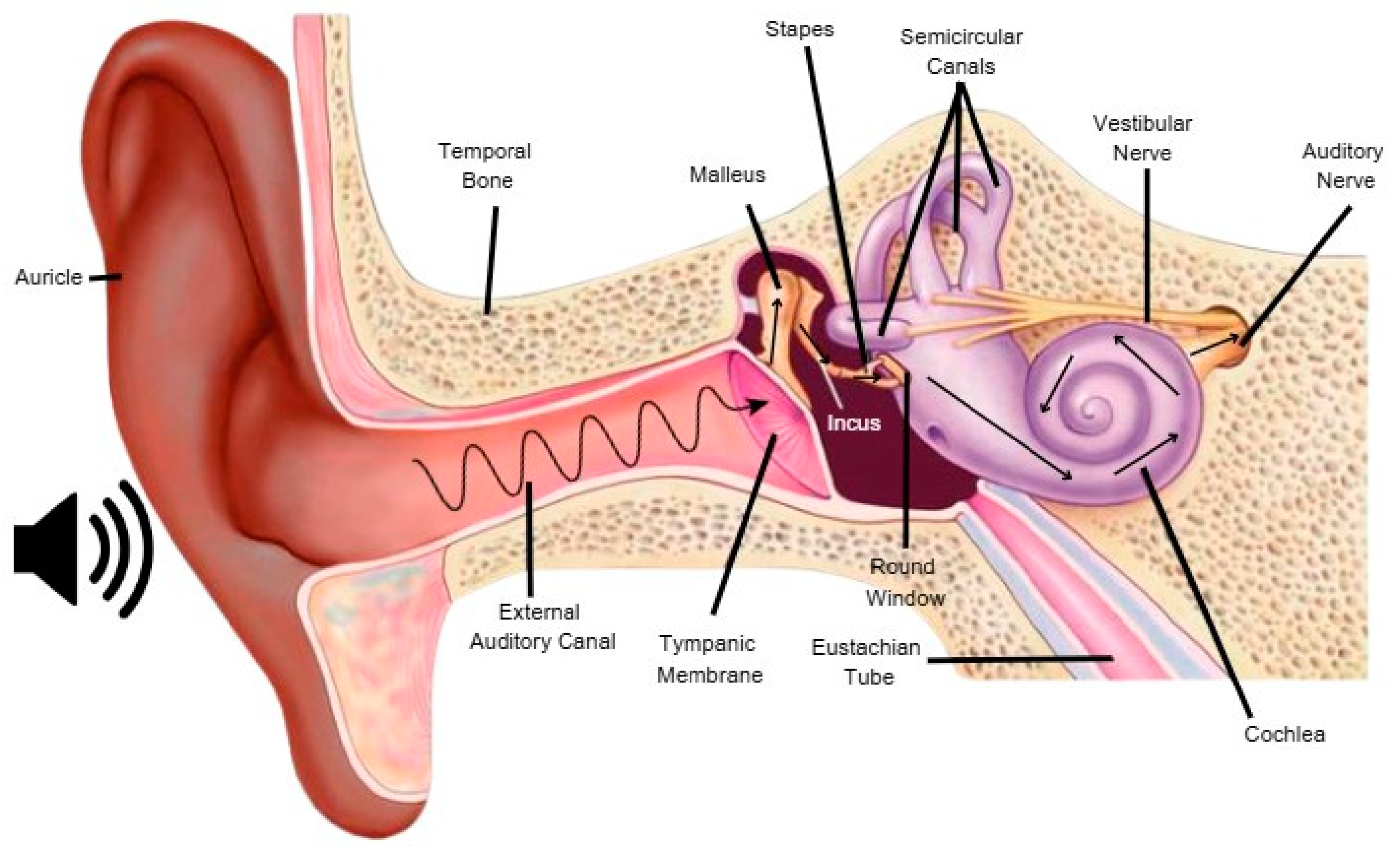 Brainsci 15 00479 g001