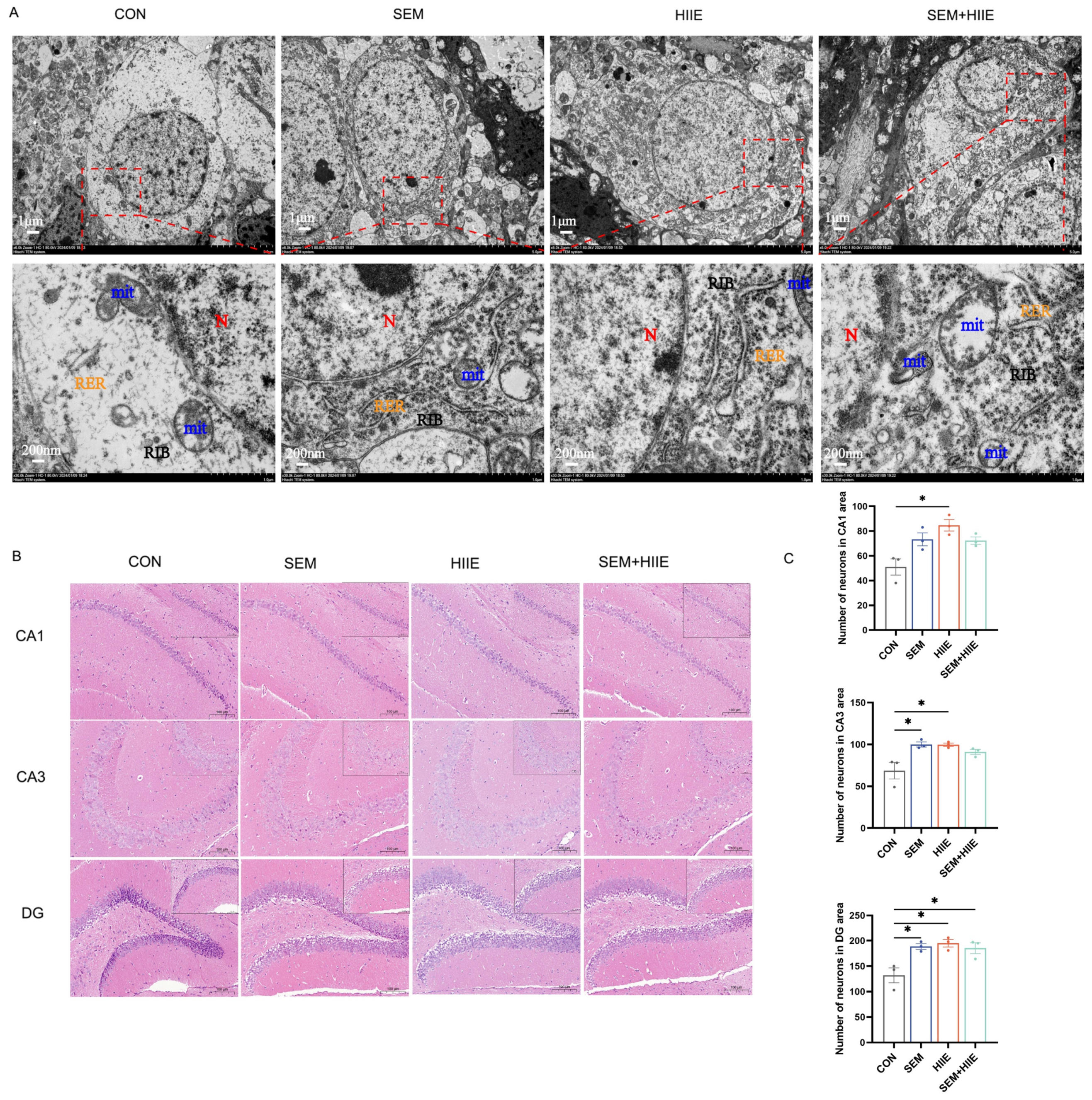 Brainsci 15 00480 g002