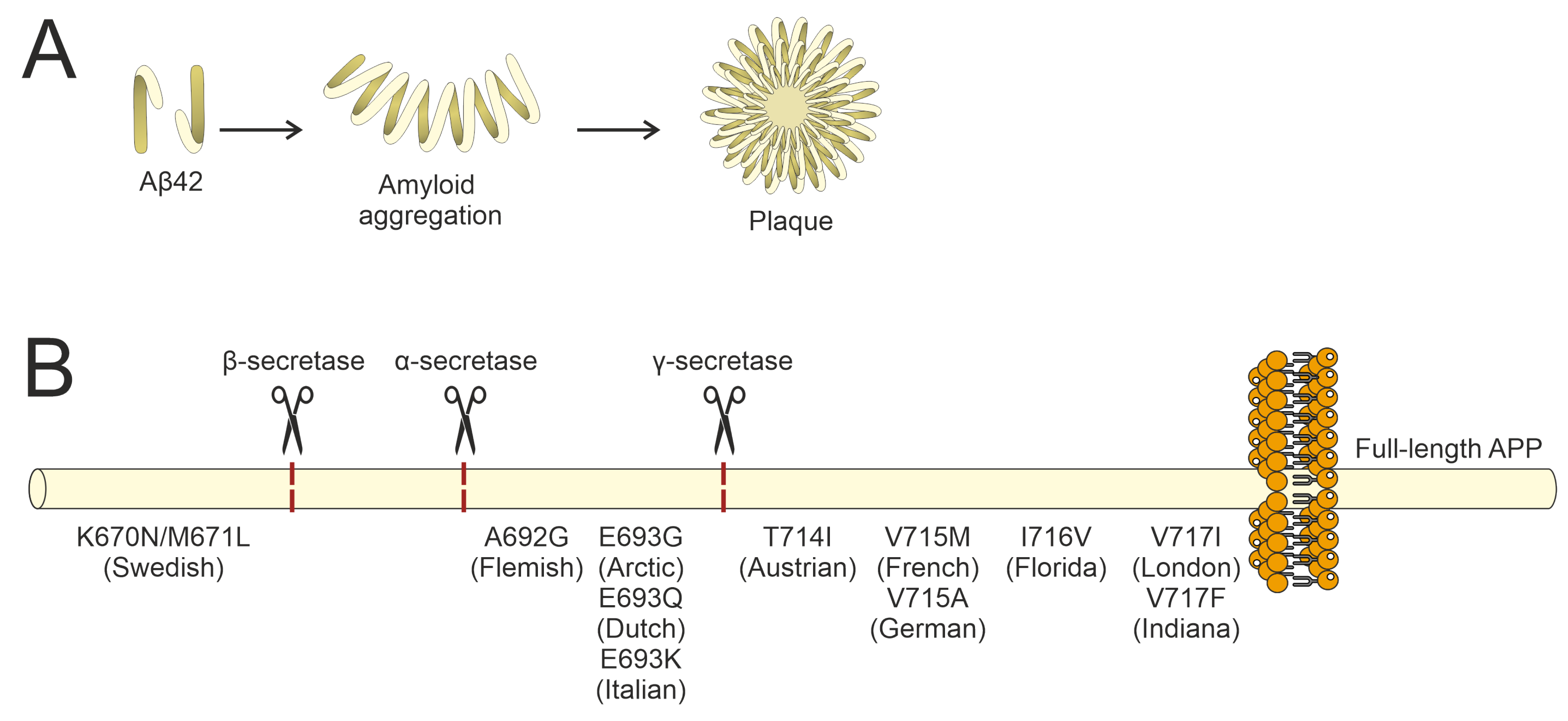 Brainsci 15 00486 g002
