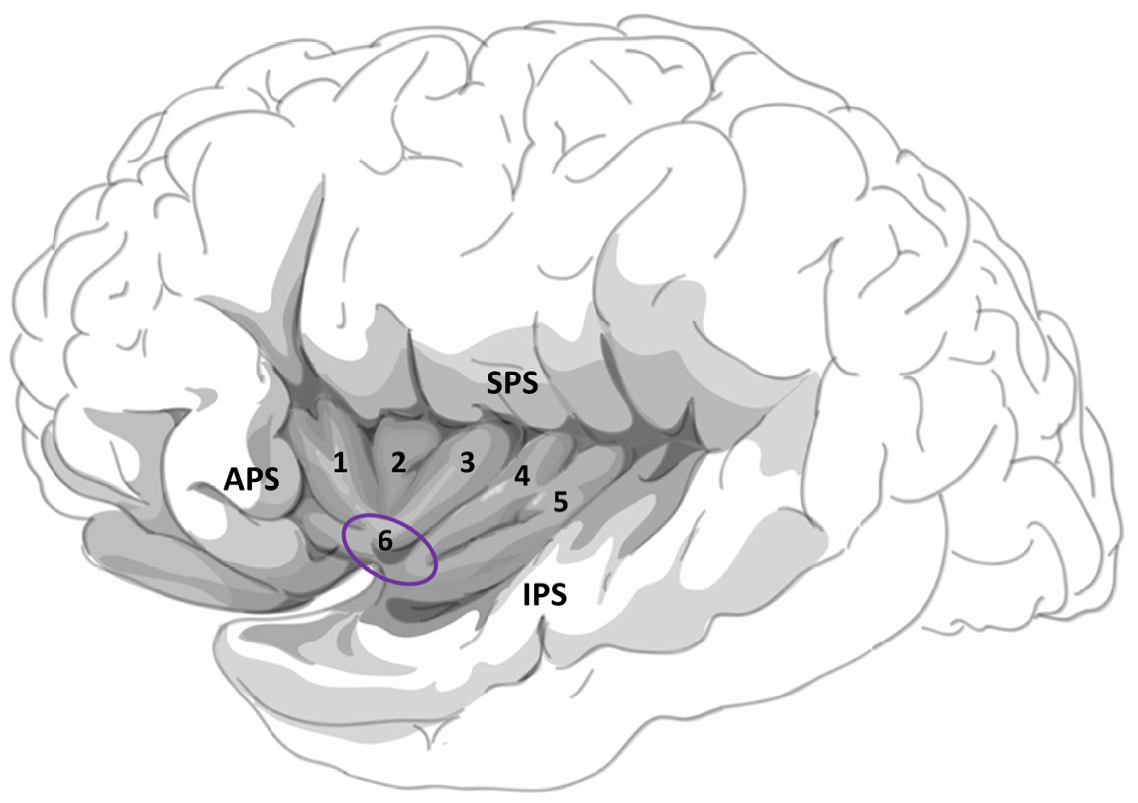 Brainsci 15 00550 g001