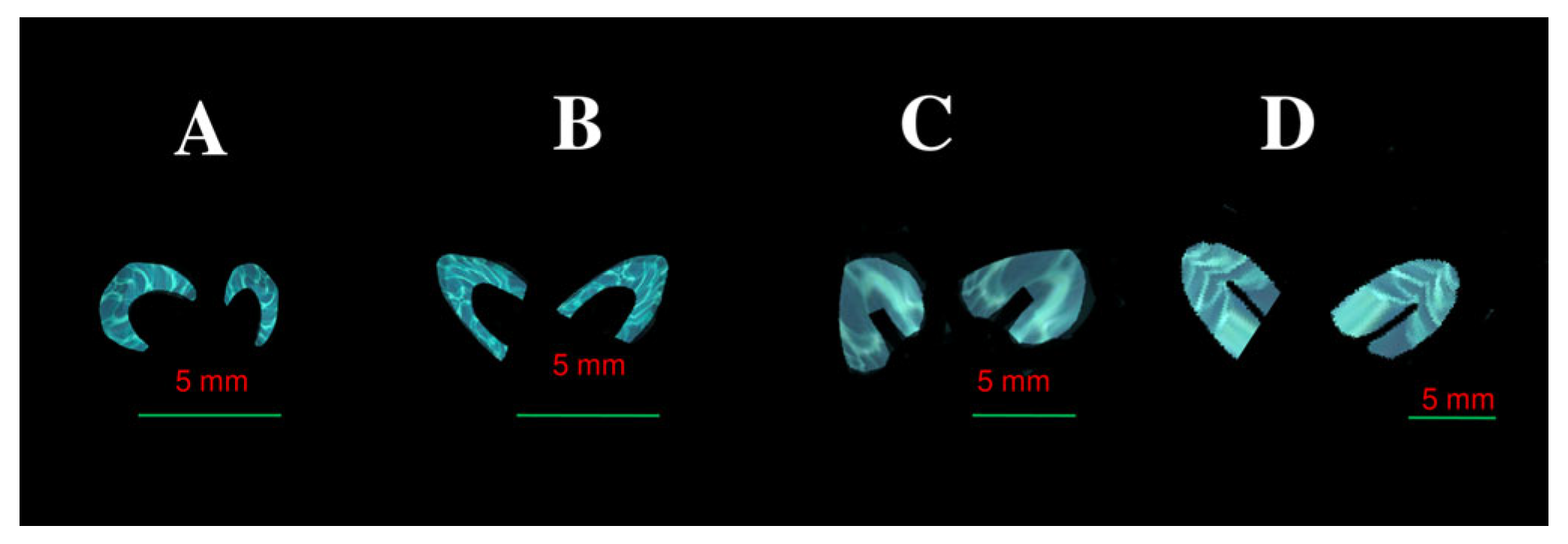 Brainsci 15 00558 g002