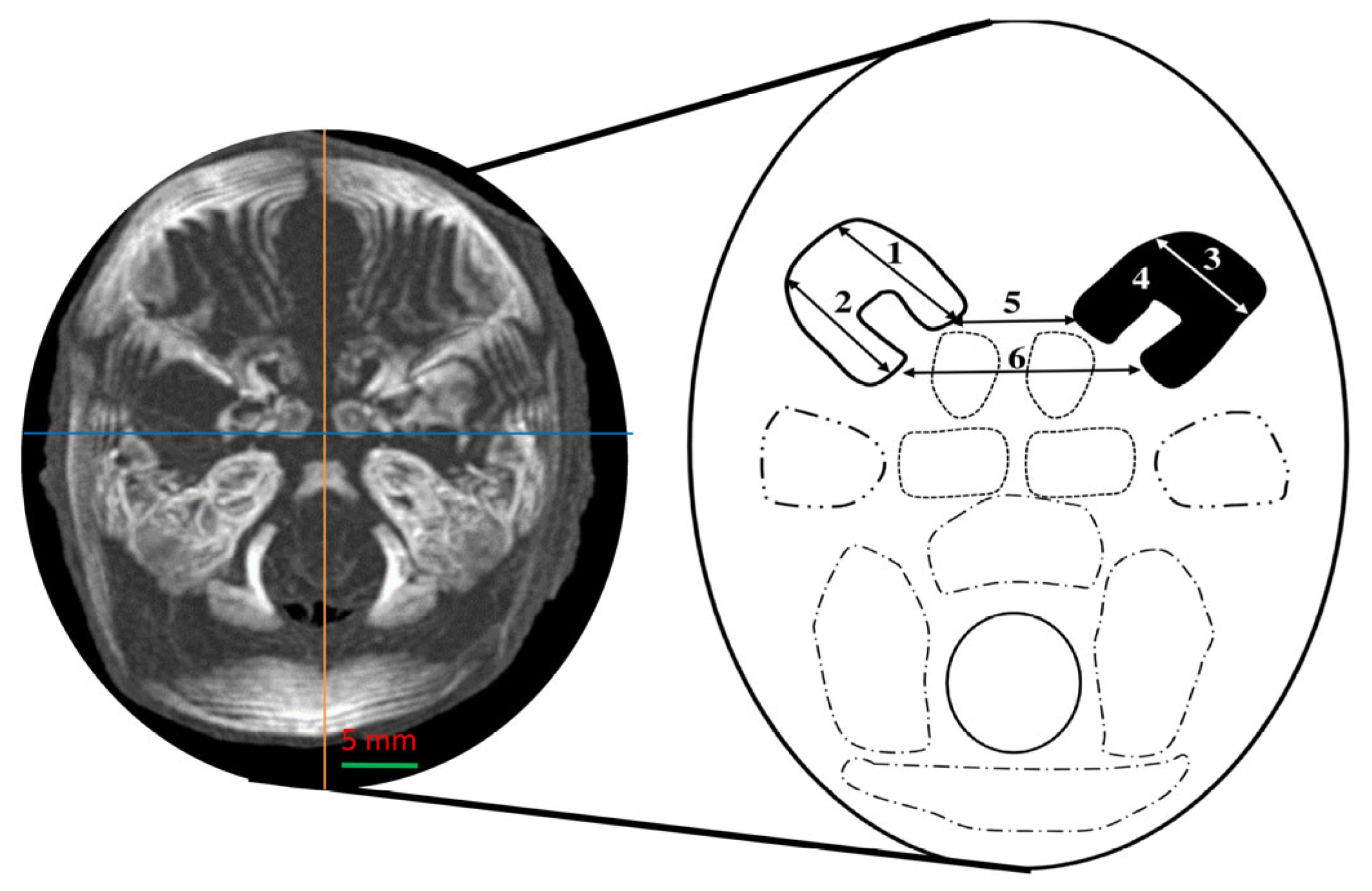 Brainsci 15 00558 g003