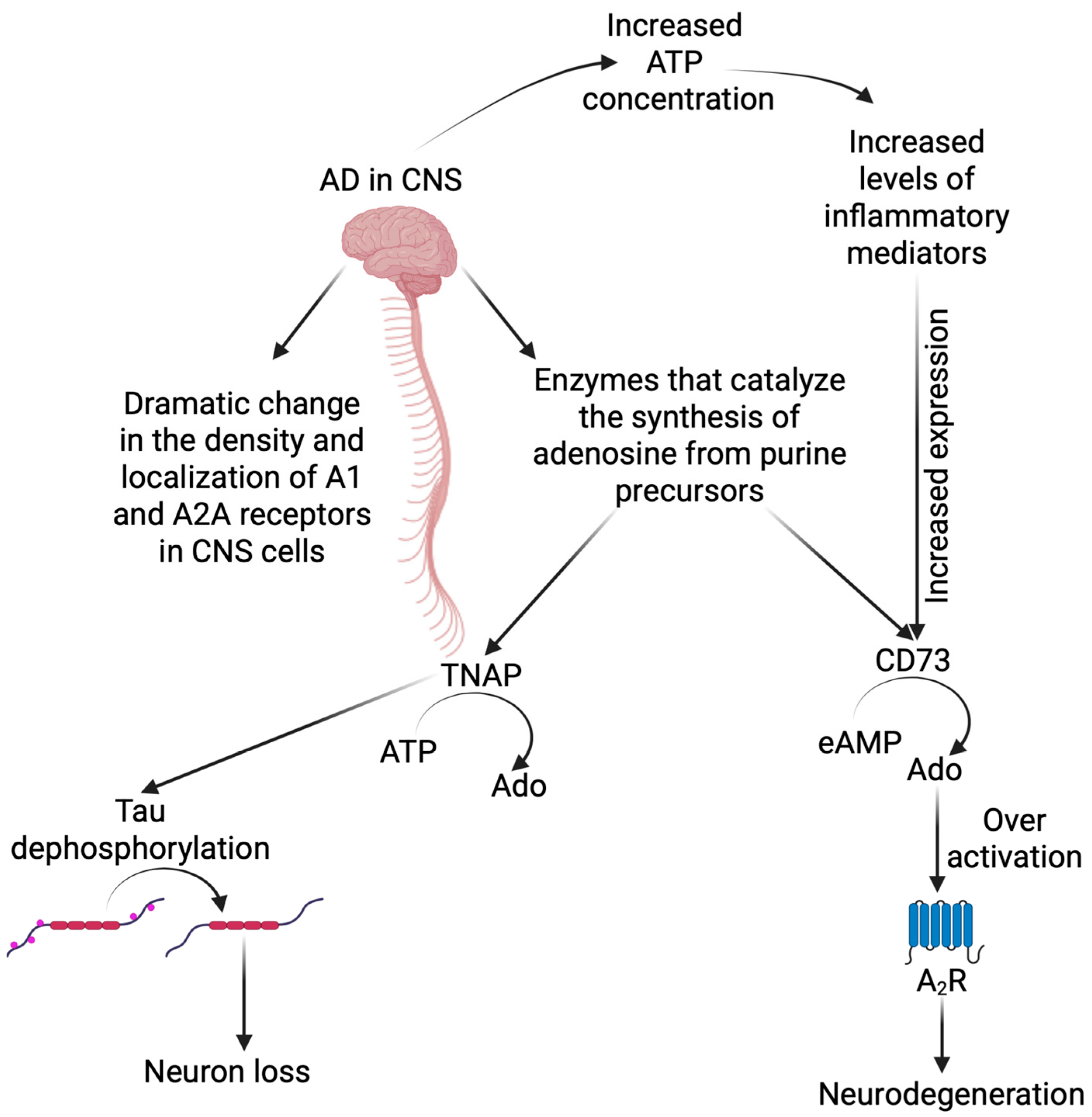 Brainsci 15 00570 g002