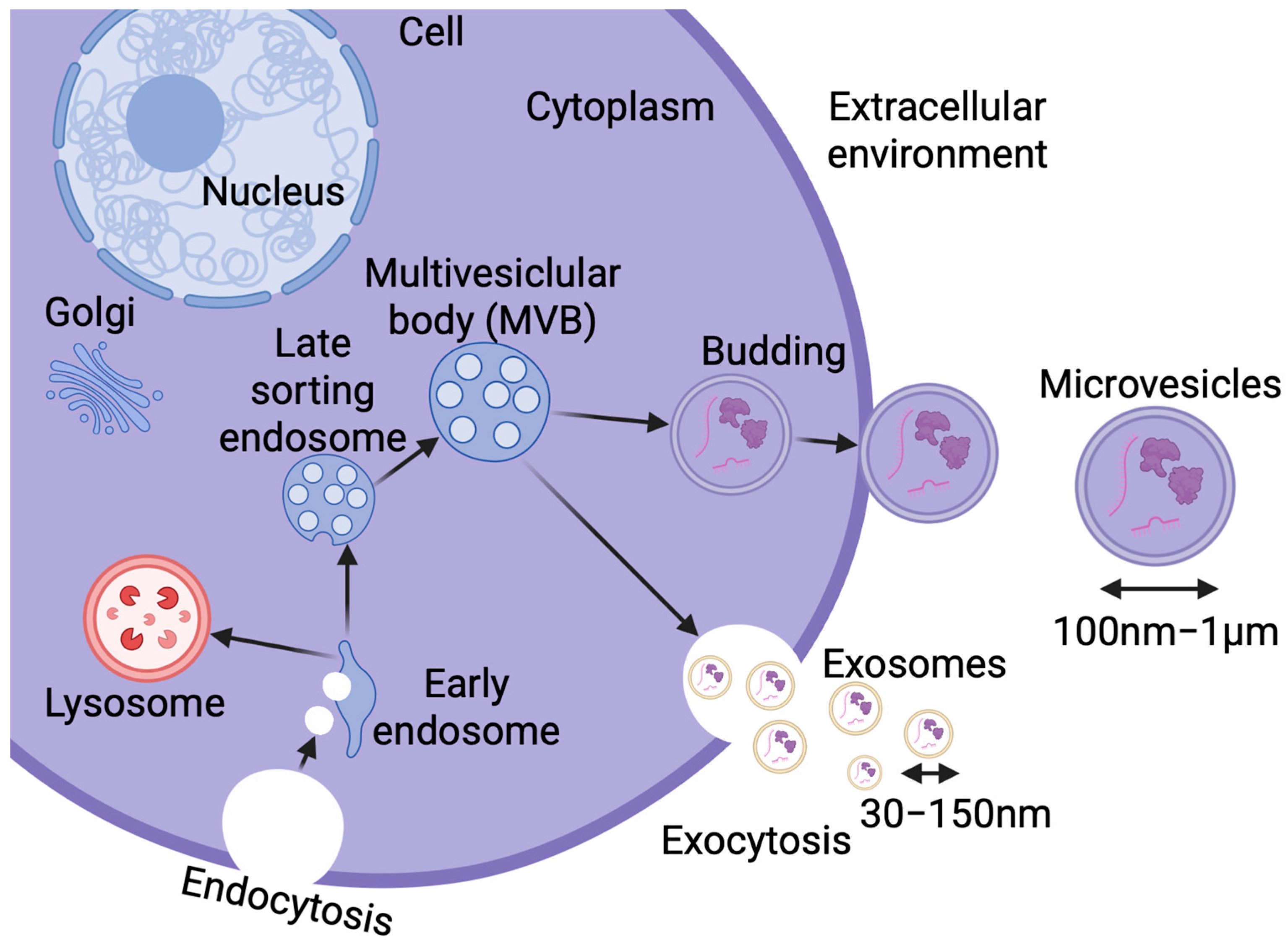 Brainsci 15 00570 g003
