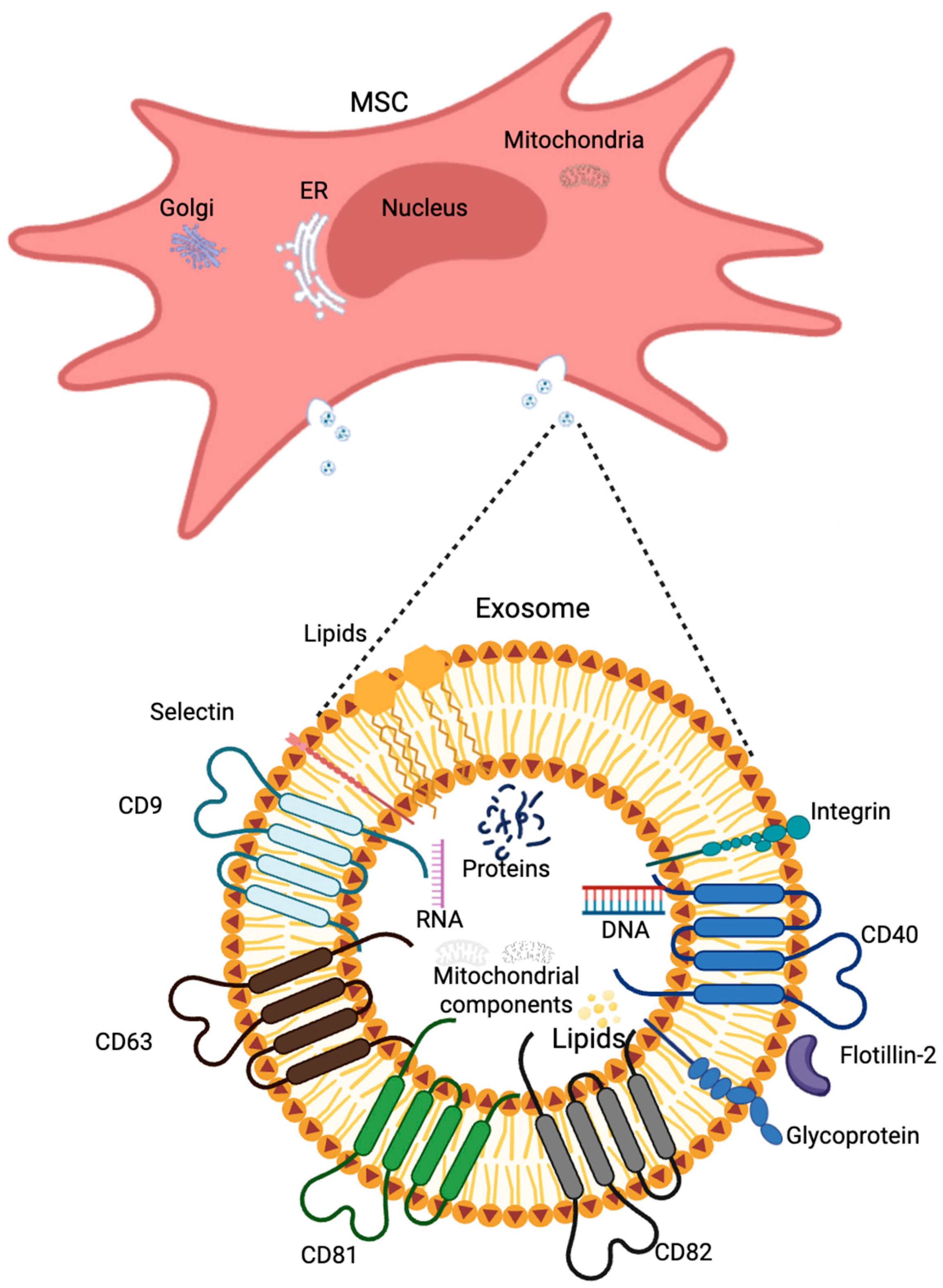 Brainsci 15 00570 g004
