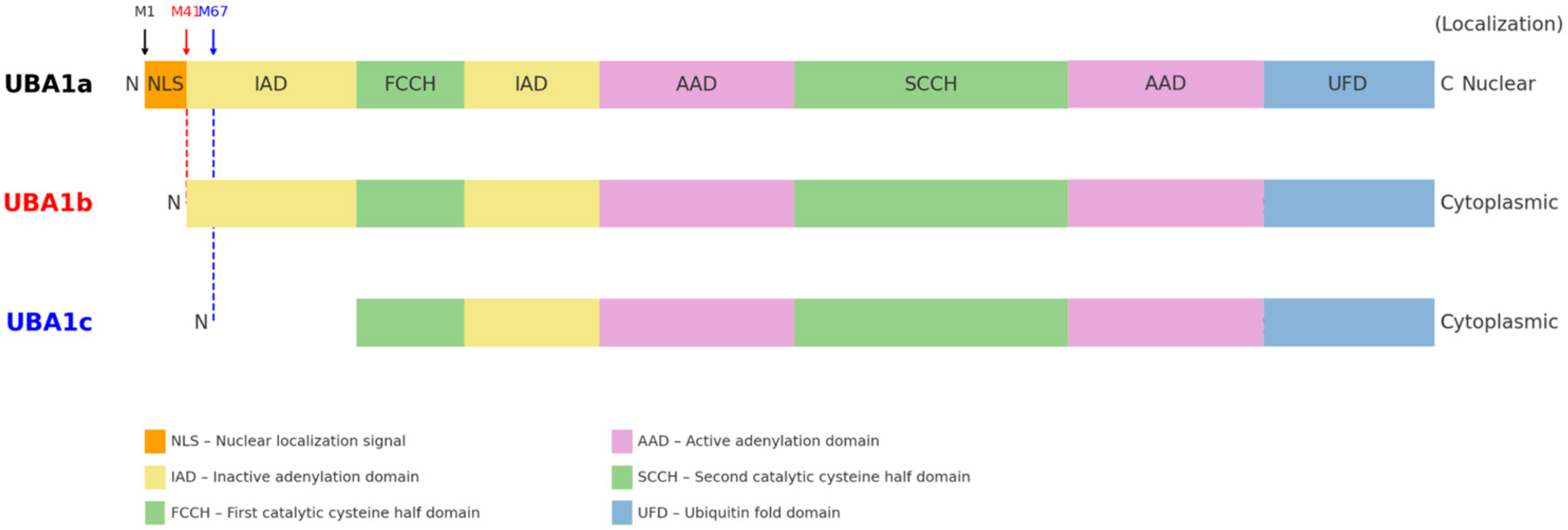 Brainsci 15 00573 g002