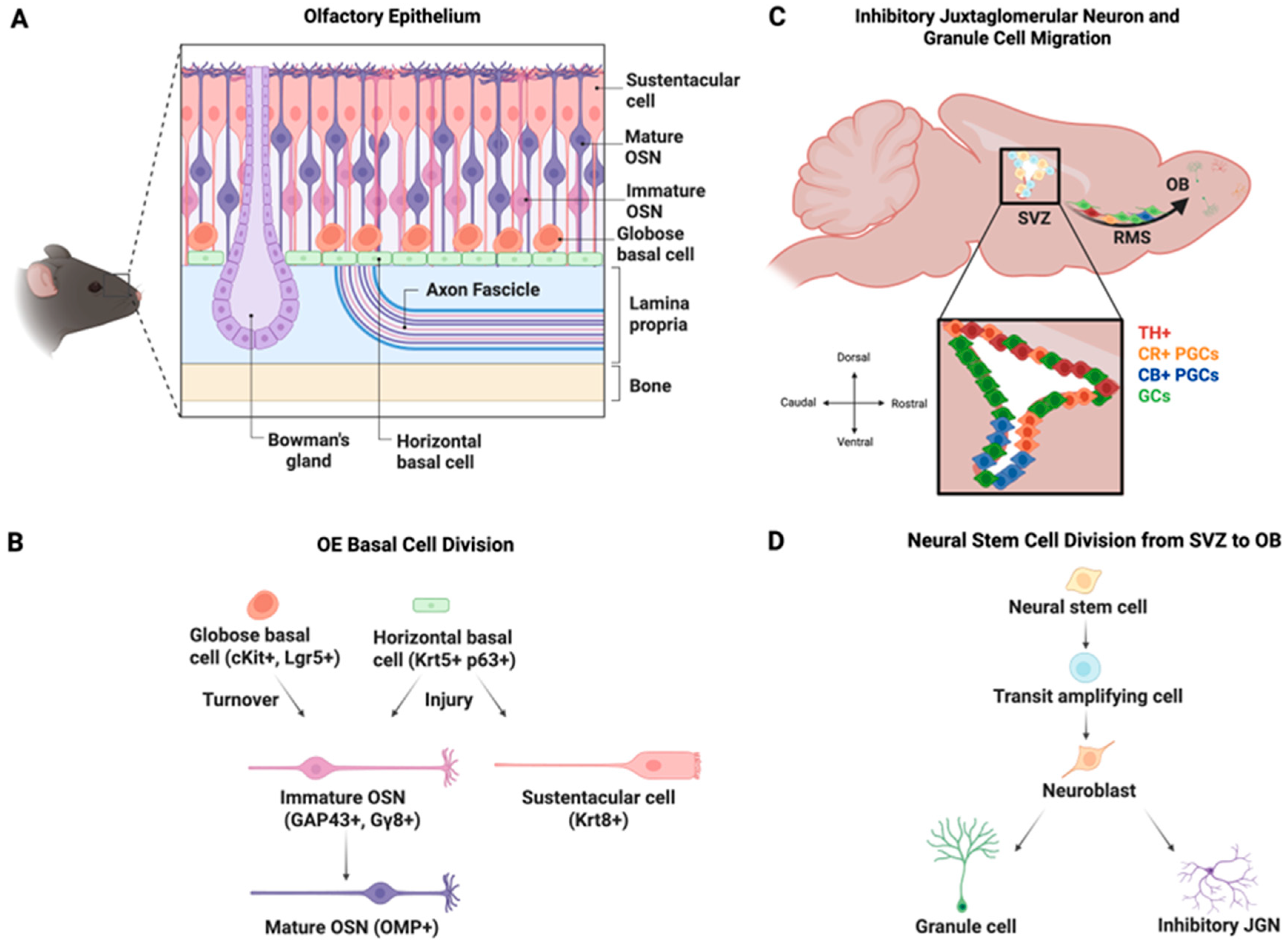 Brainsci 15 00597 g001 Brainsci 15 00597 g001
