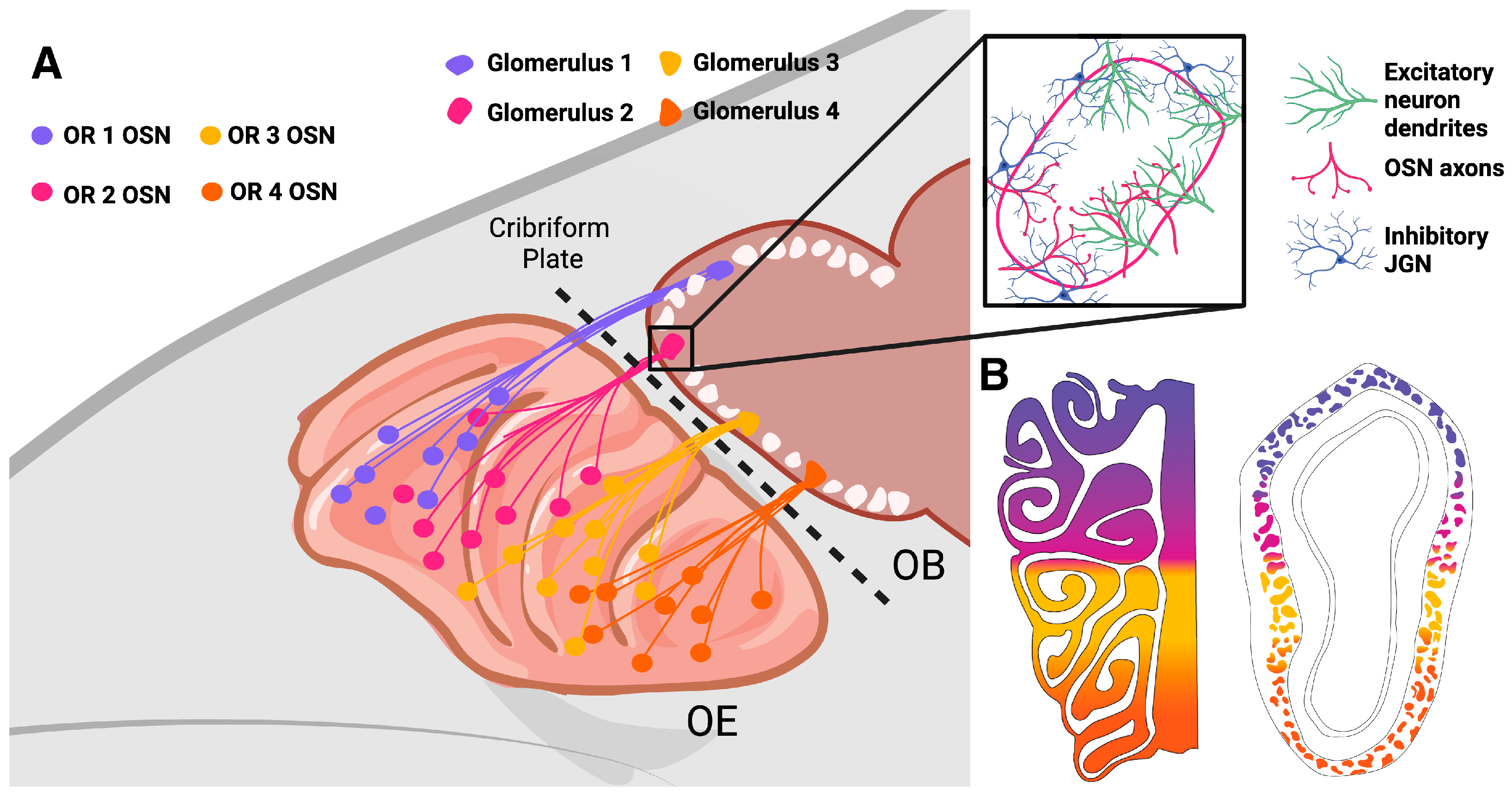 Brainsci 15 00597 g002 Brainsci 15 00597 g002