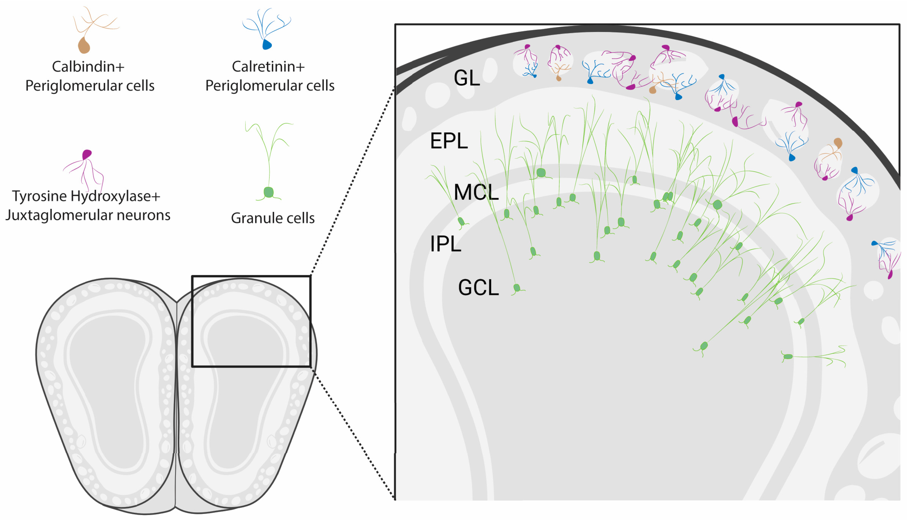 Brainsci 15 00597 g005 Brainsci 15 00597 g005