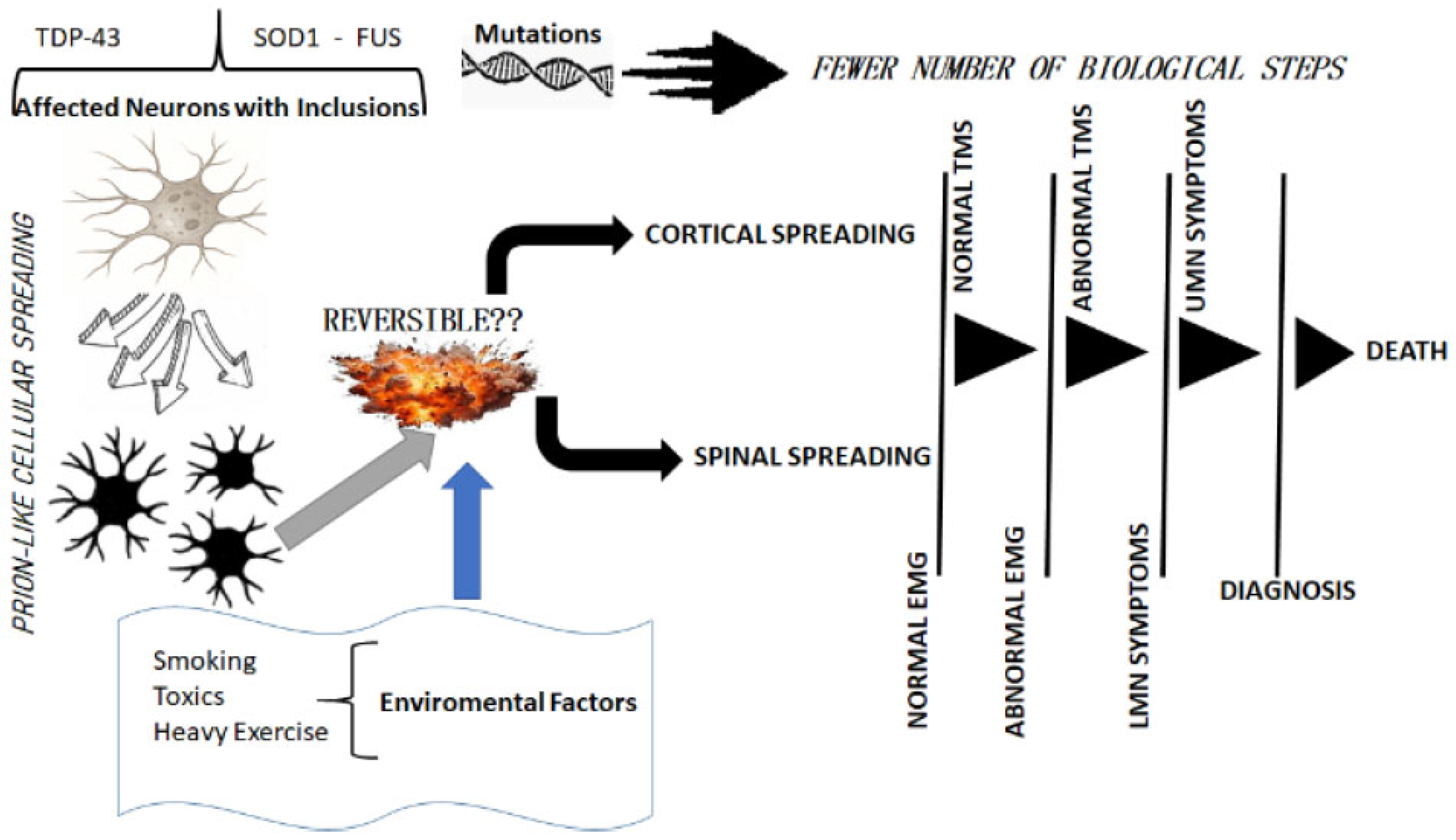 Brainsci 15 00601 g001