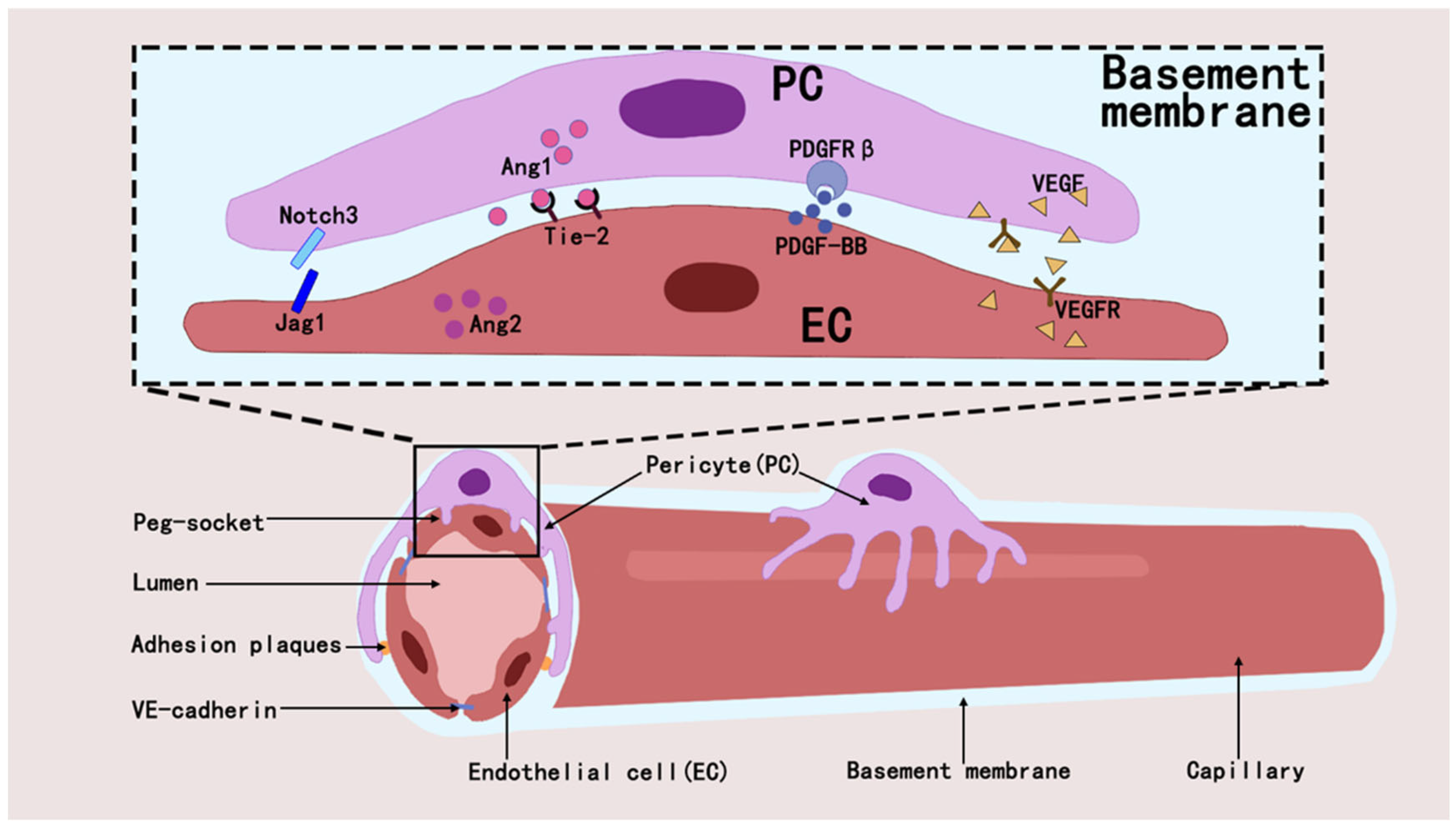 Brainsci 15 00605 g002