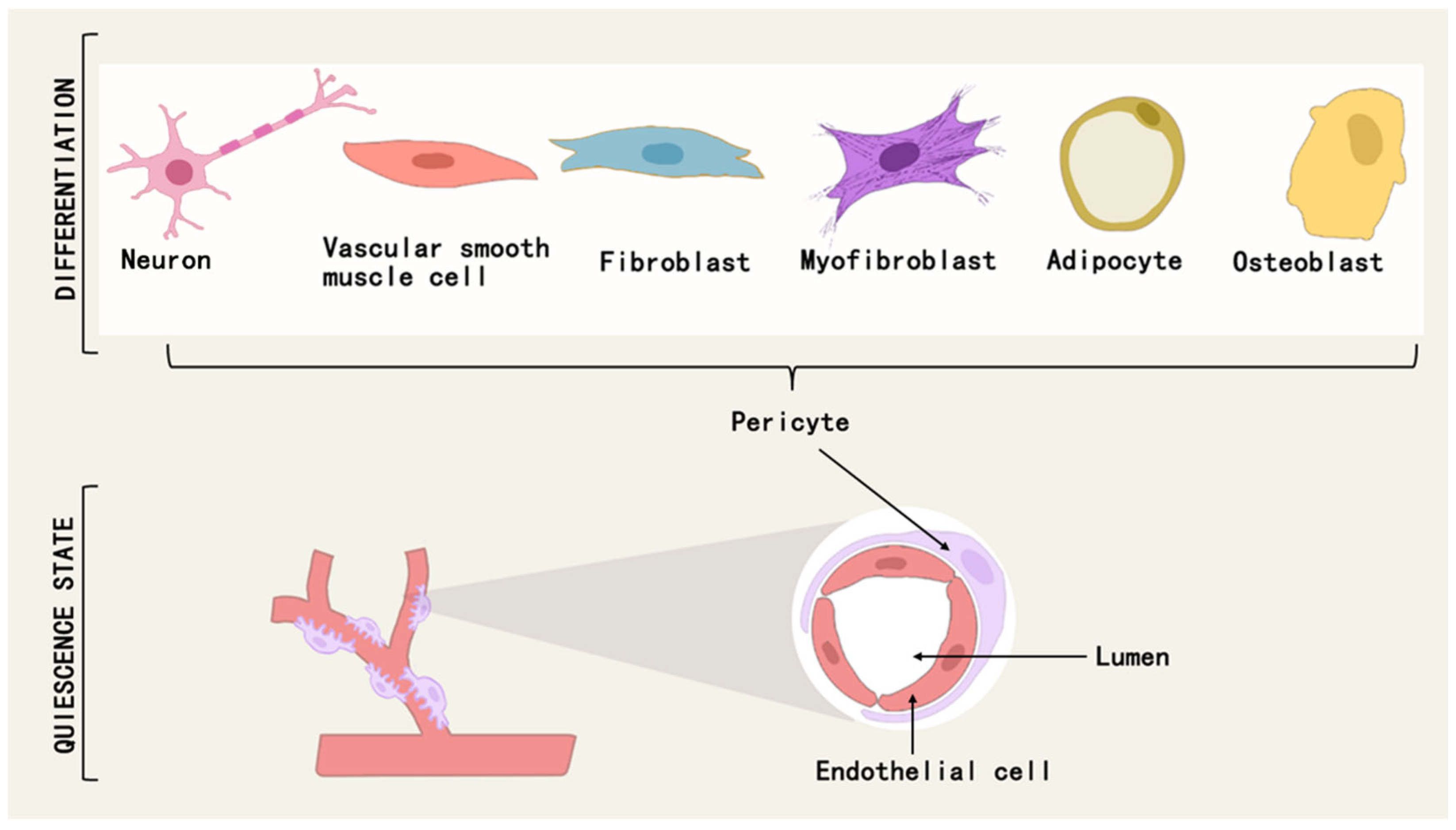Brainsci 15 00605 g003