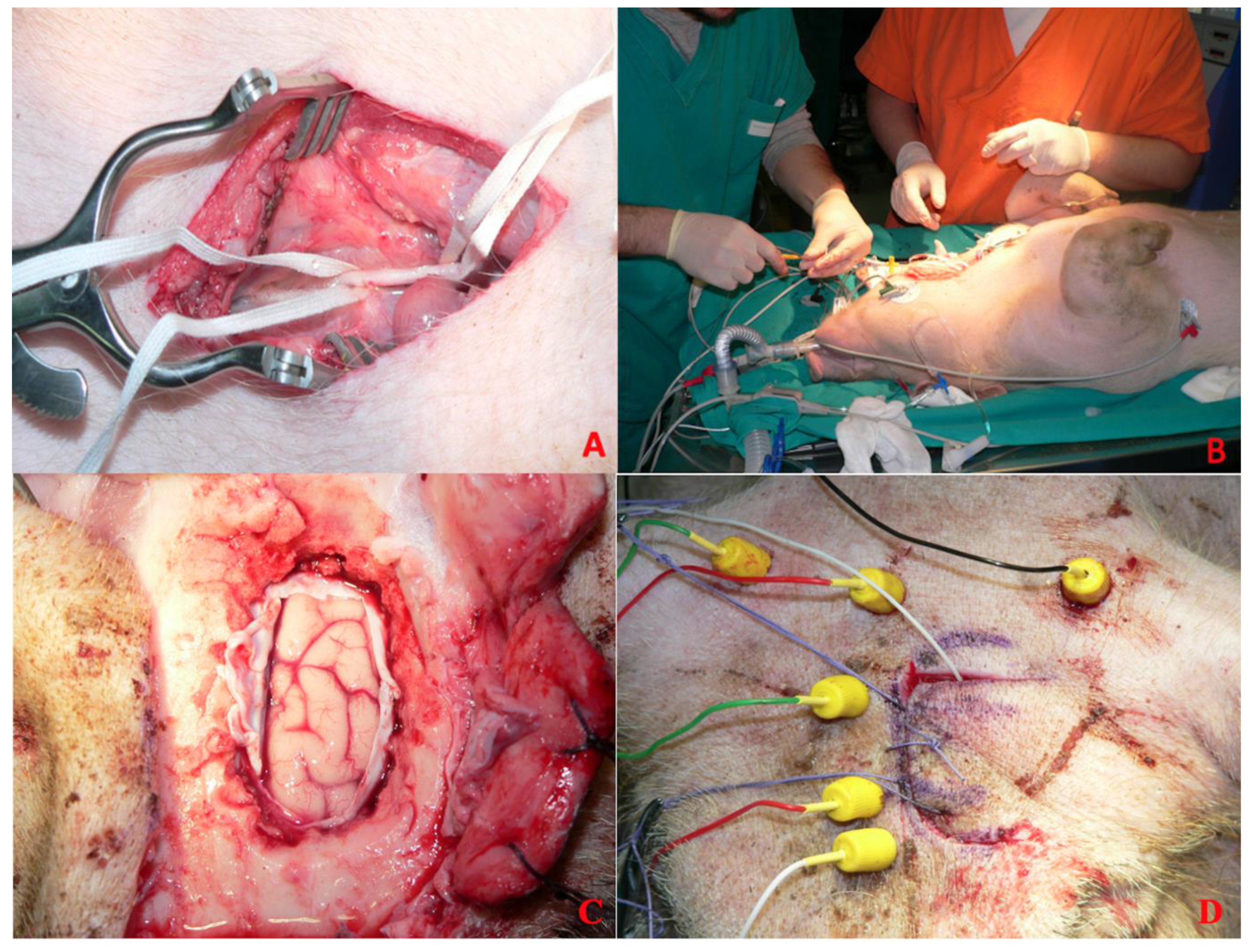 Brainsci 15 00670 g001