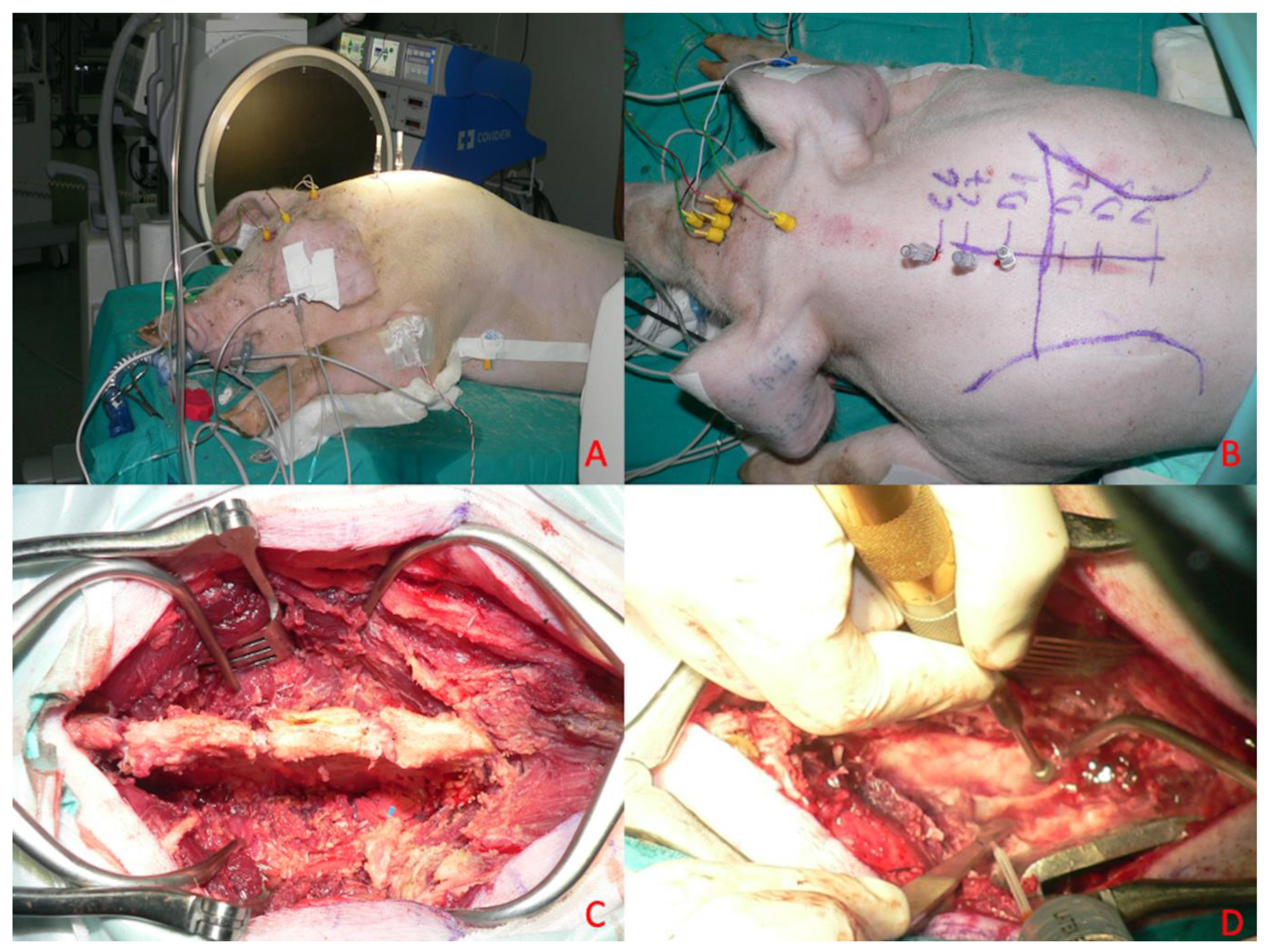 Brainsci 15 00670 g002