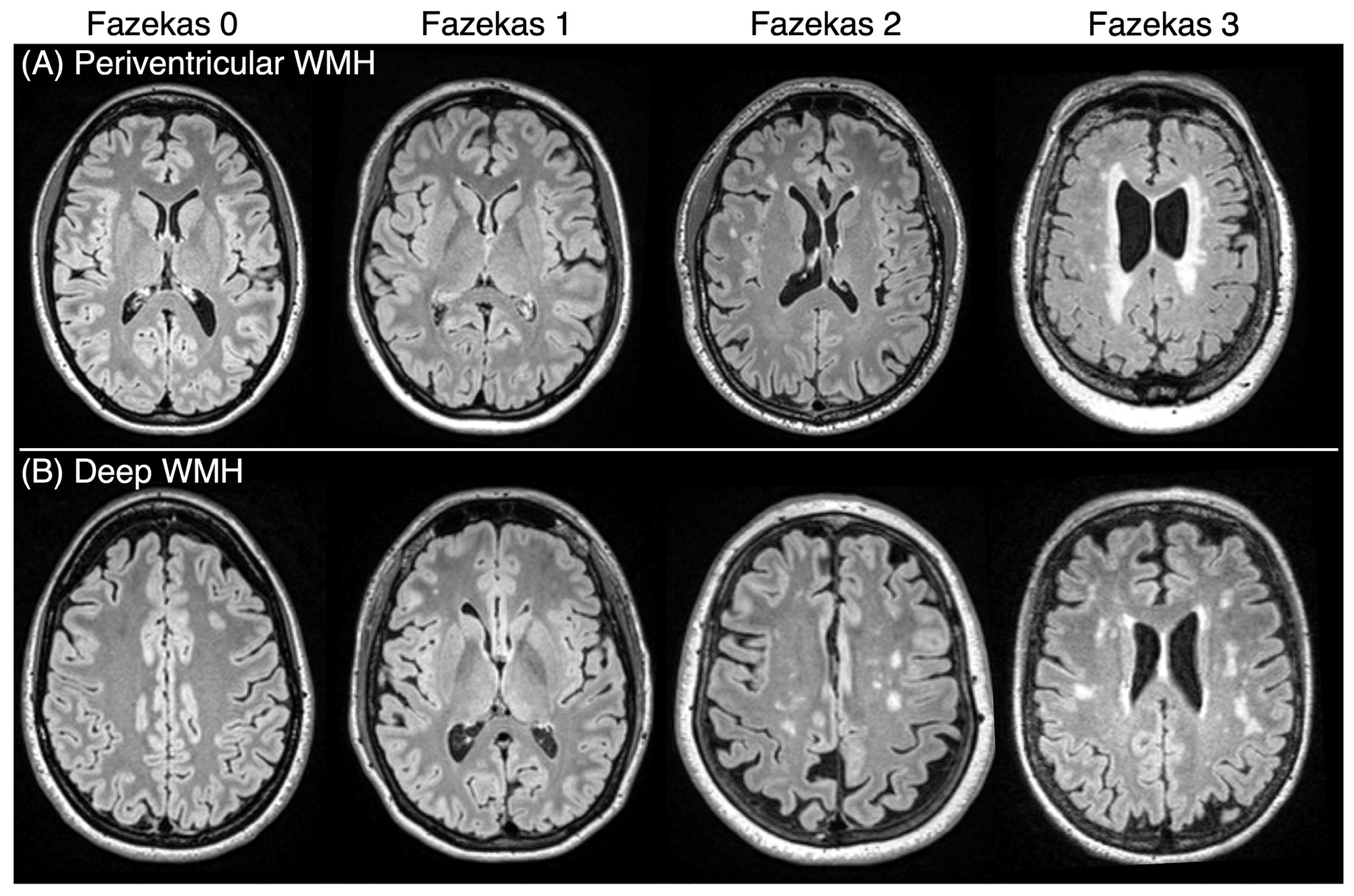 Brainsci 15 00692 g001