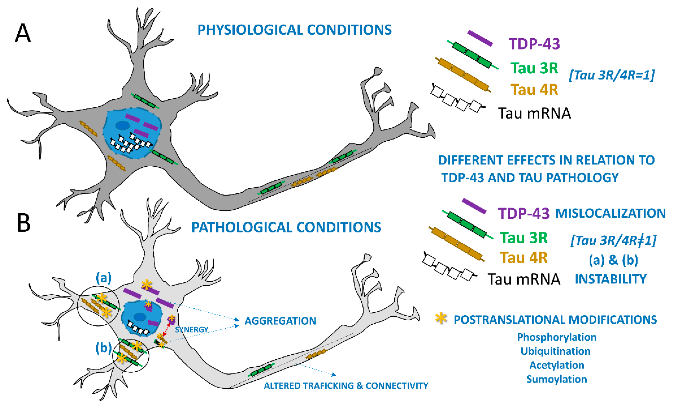 Brainsci 15 00716 g001