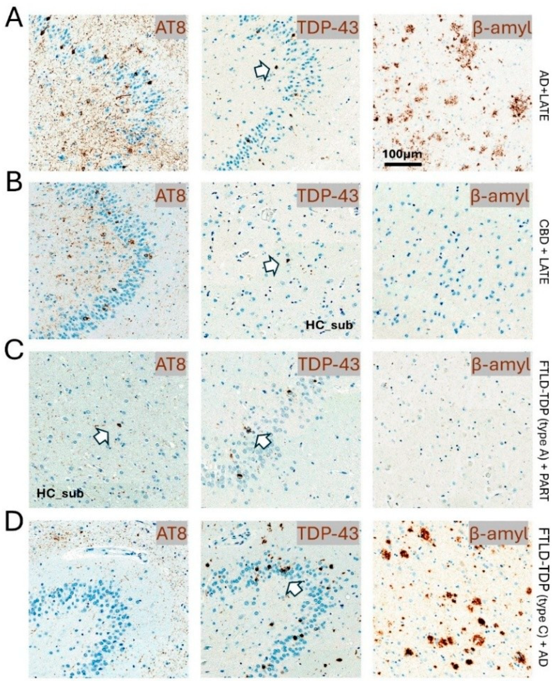 Brainsci 15 00716 g003