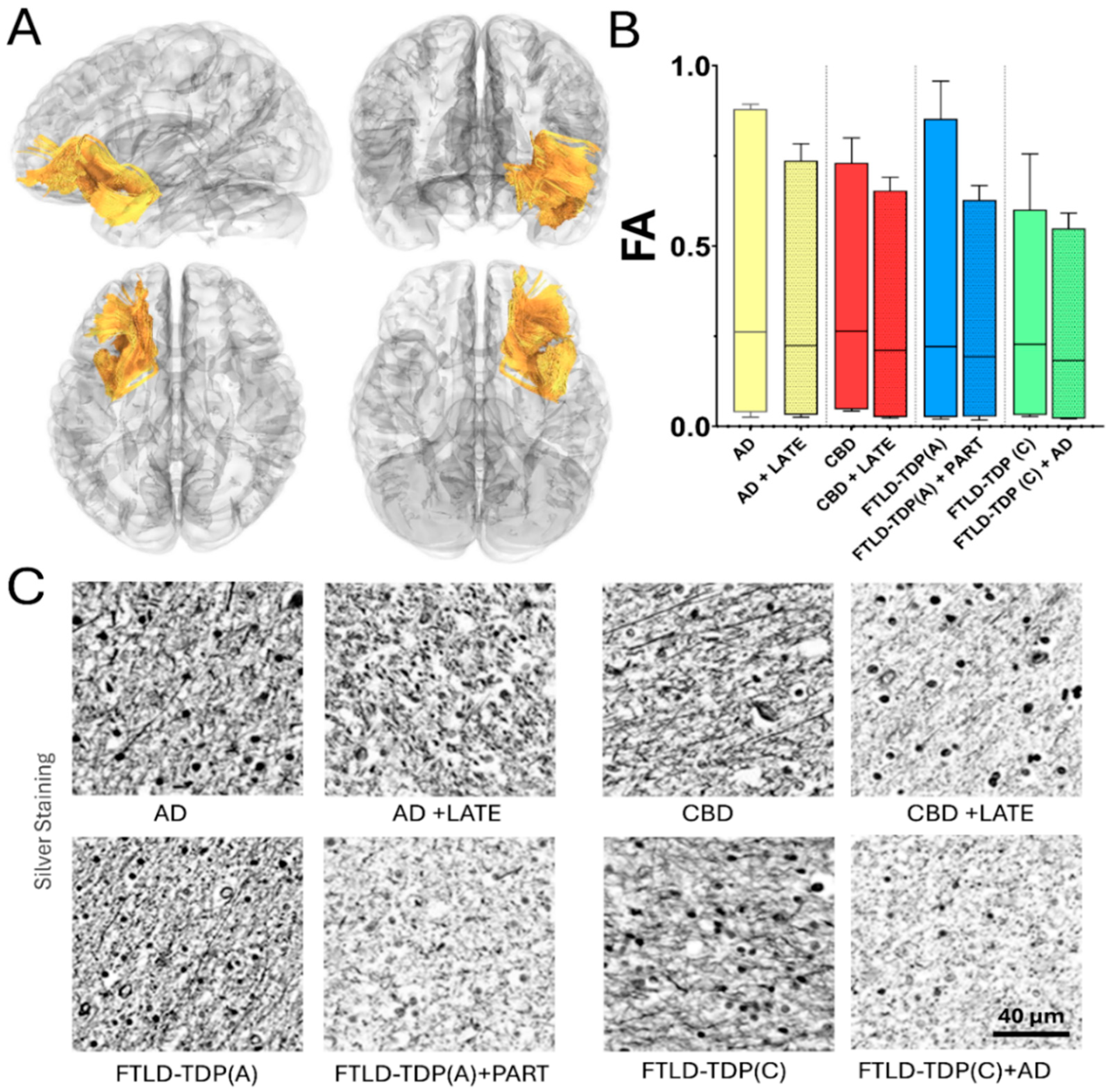 Brainsci 15 00716 g004