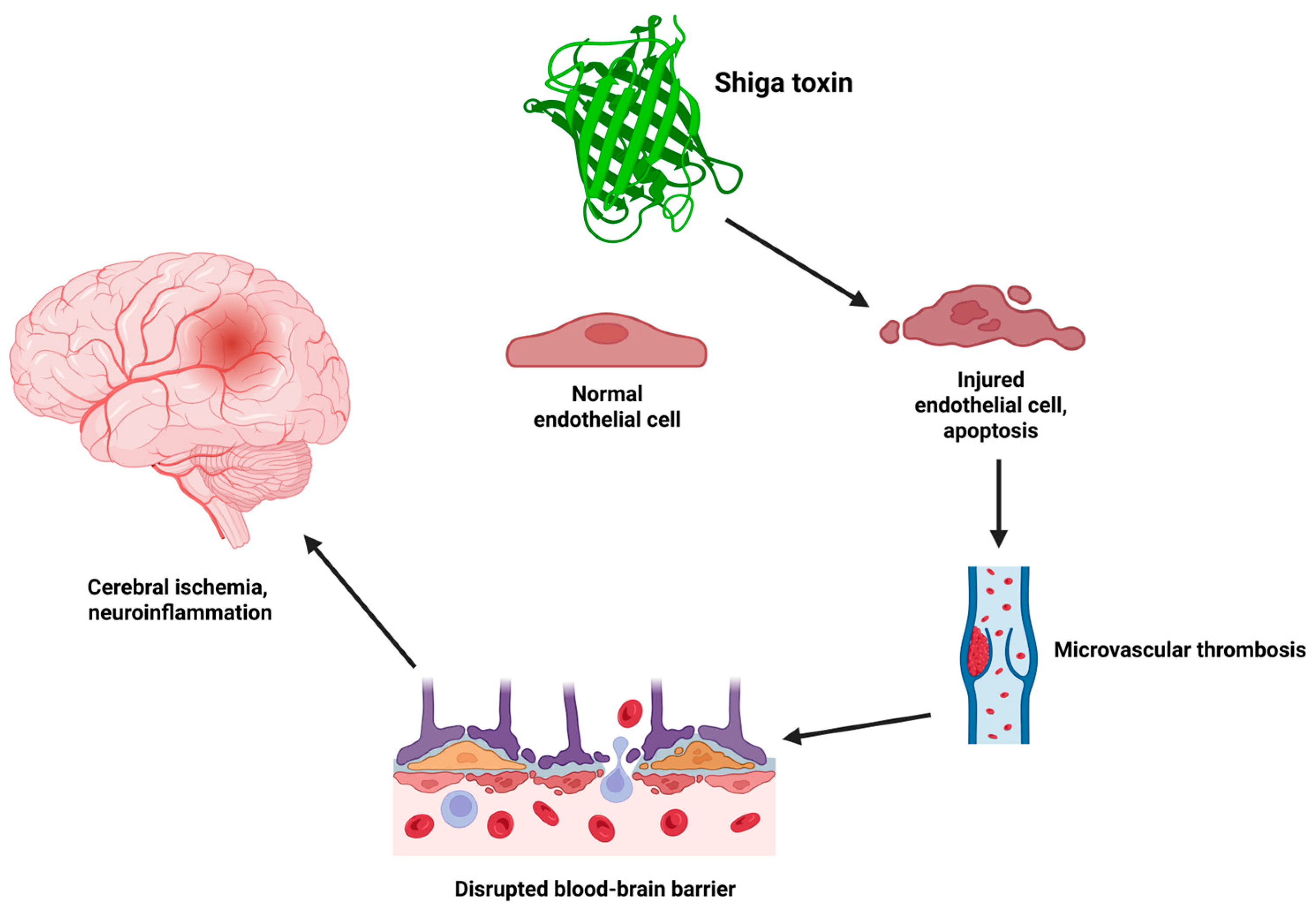 Brainsci 15 00717 g001