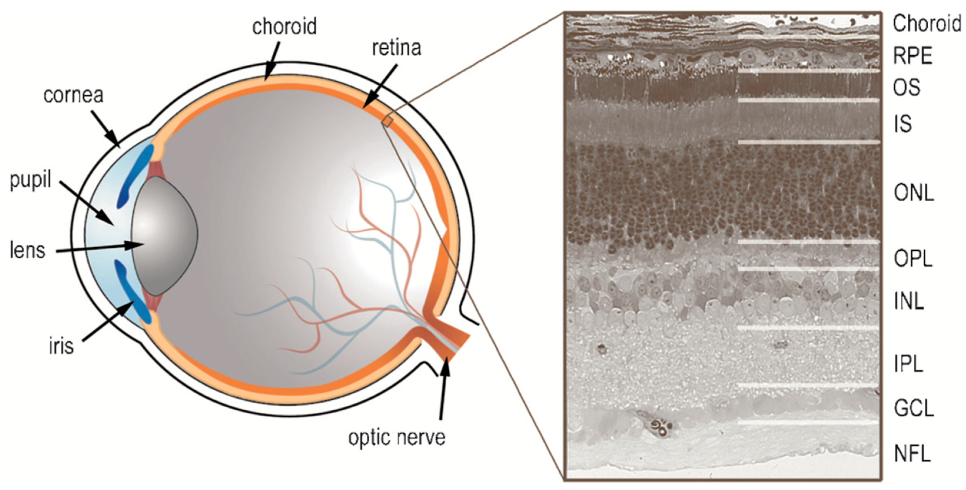 Brainsci 15 00727 g001
