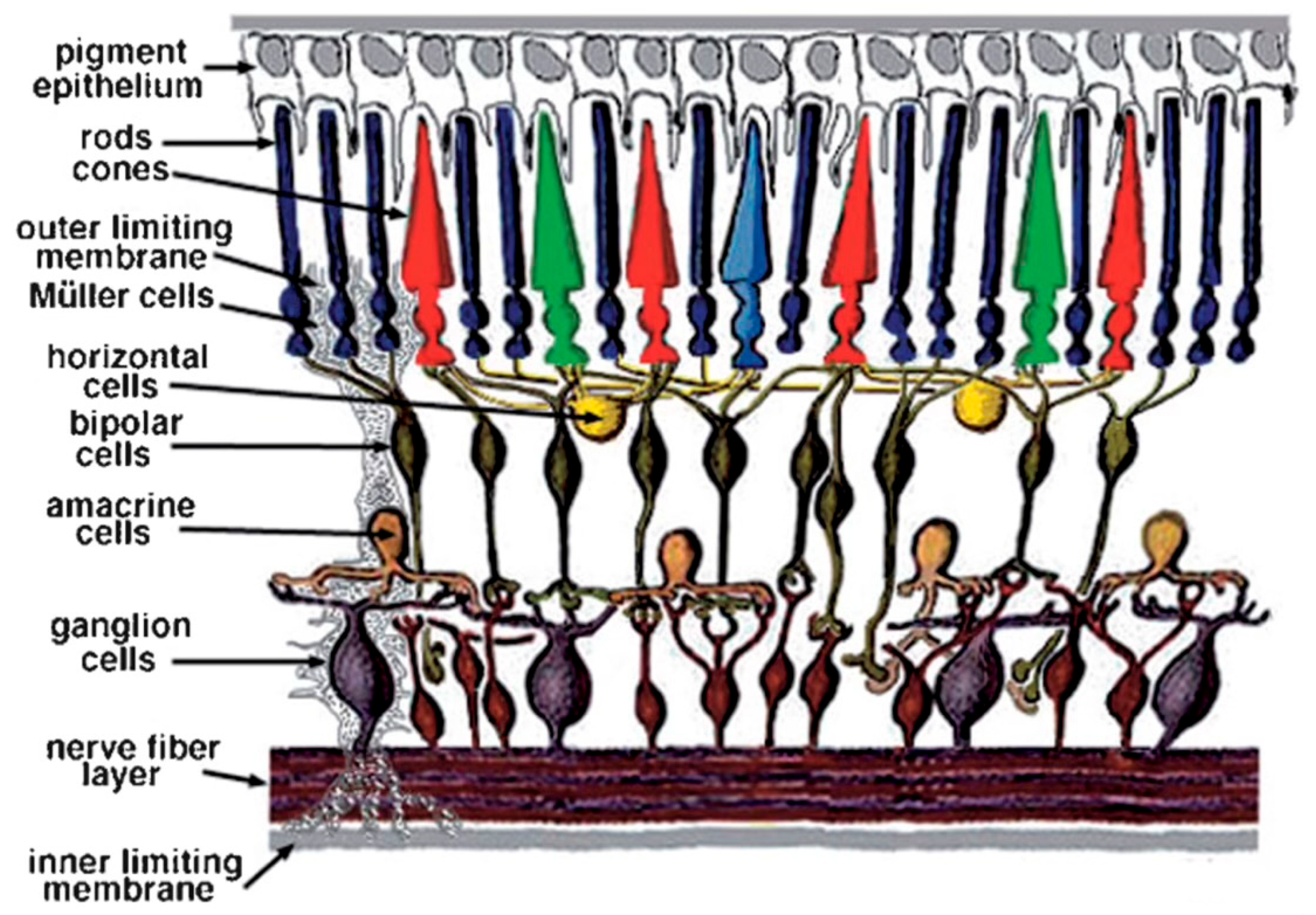 Brainsci 15 00727 g002