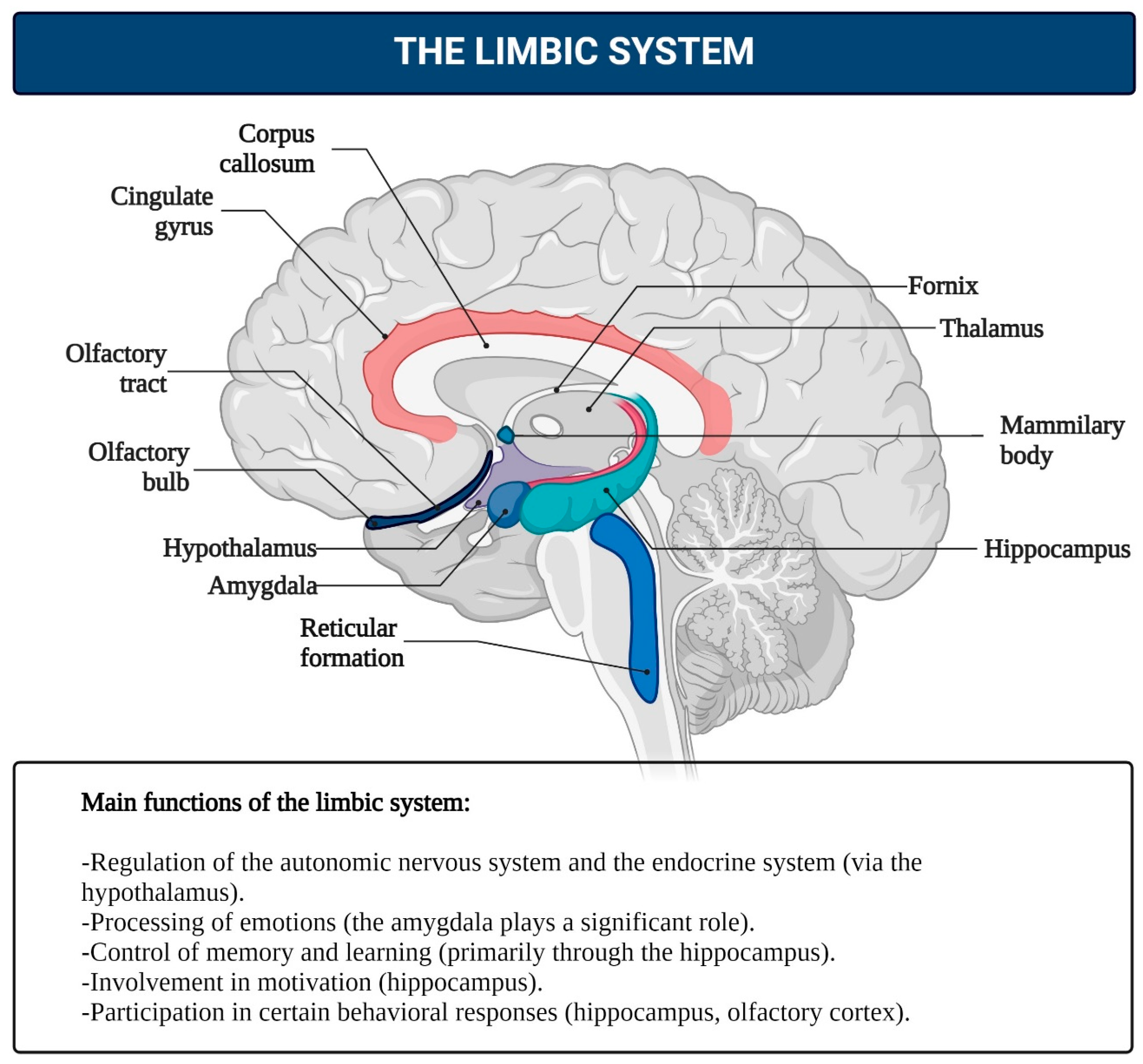 Brainsci 15 00734 g005 Brainsci 15 00734 g005
