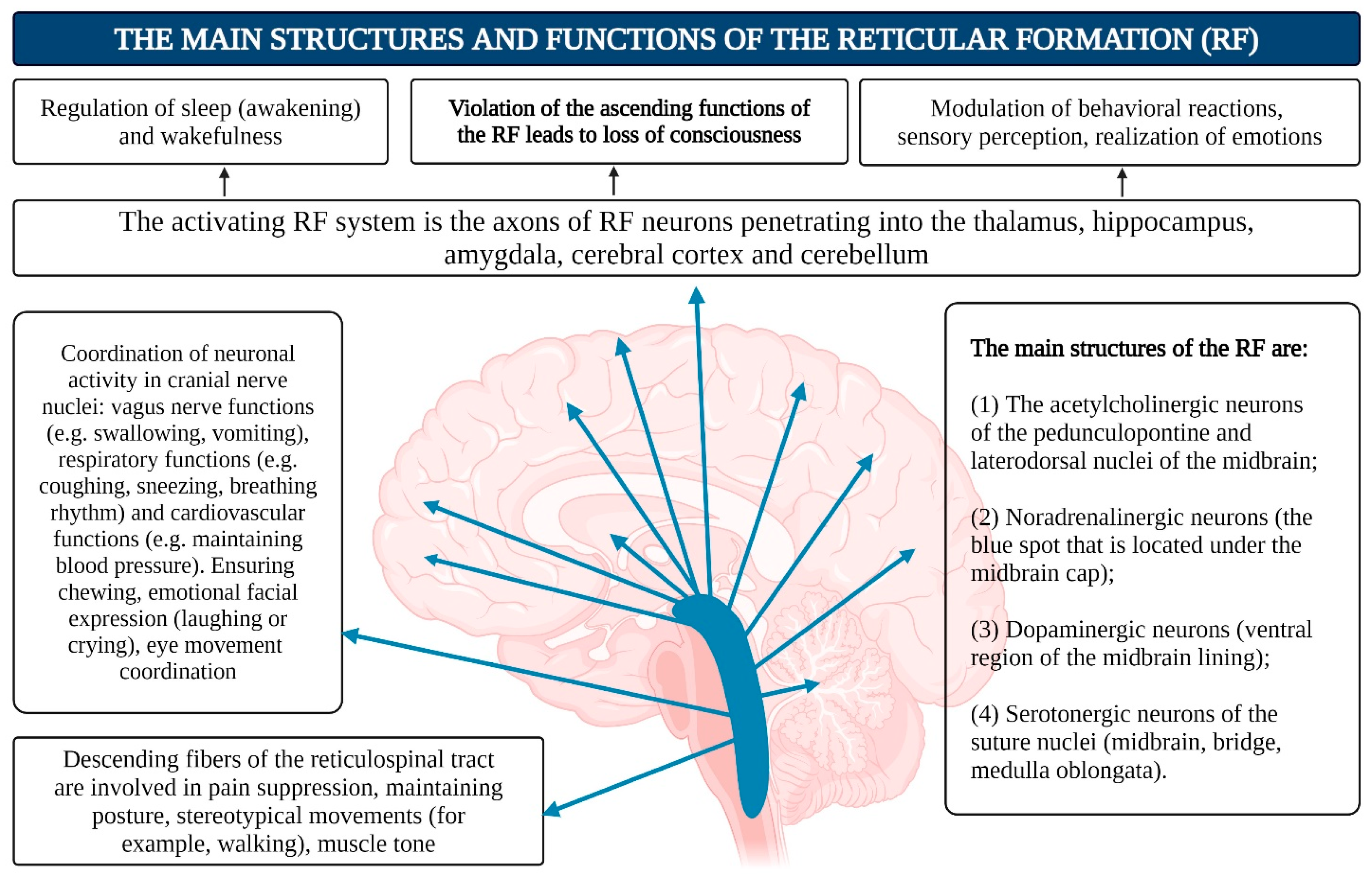 Brainsci 15 00734 g006 Brainsci 15 00734 g006