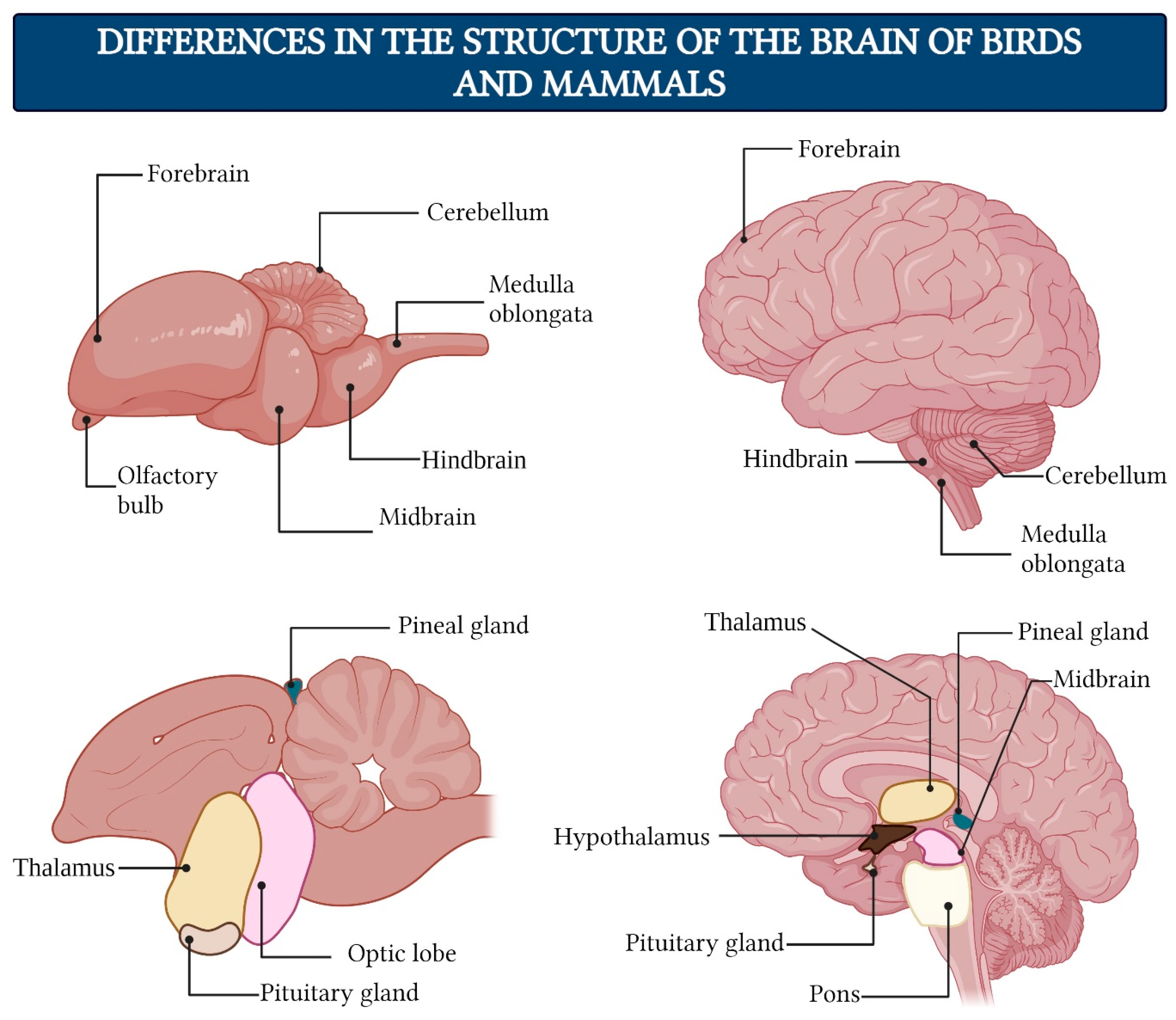 Brainsci 15 00734 g007 Brainsci 15 00734 g007