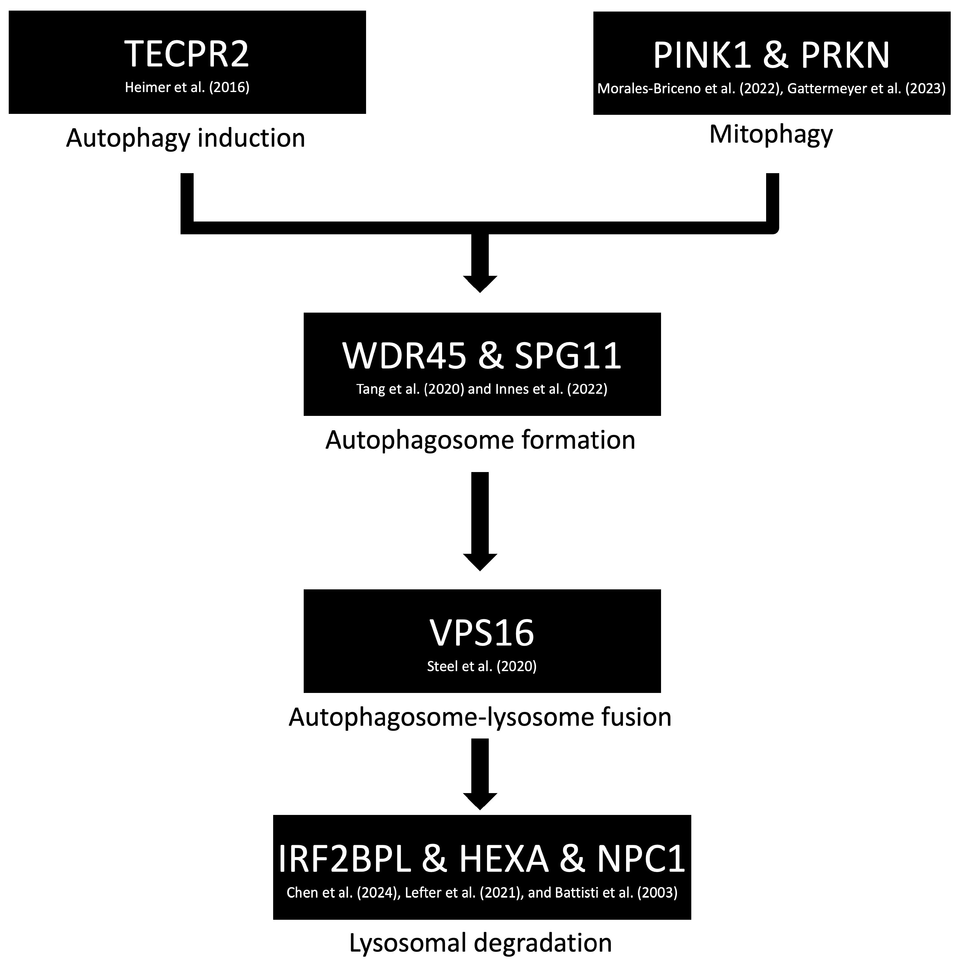 Brainsci 15 00767 g002